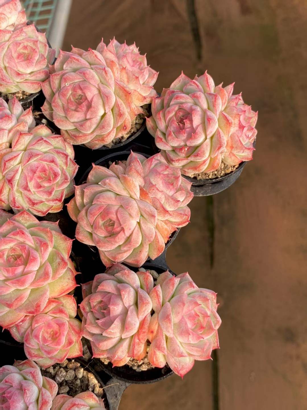 MY956×54苗 桃薫女王 新入荷 抜き苗 多肉植物 詰め合わせ アエオニウム