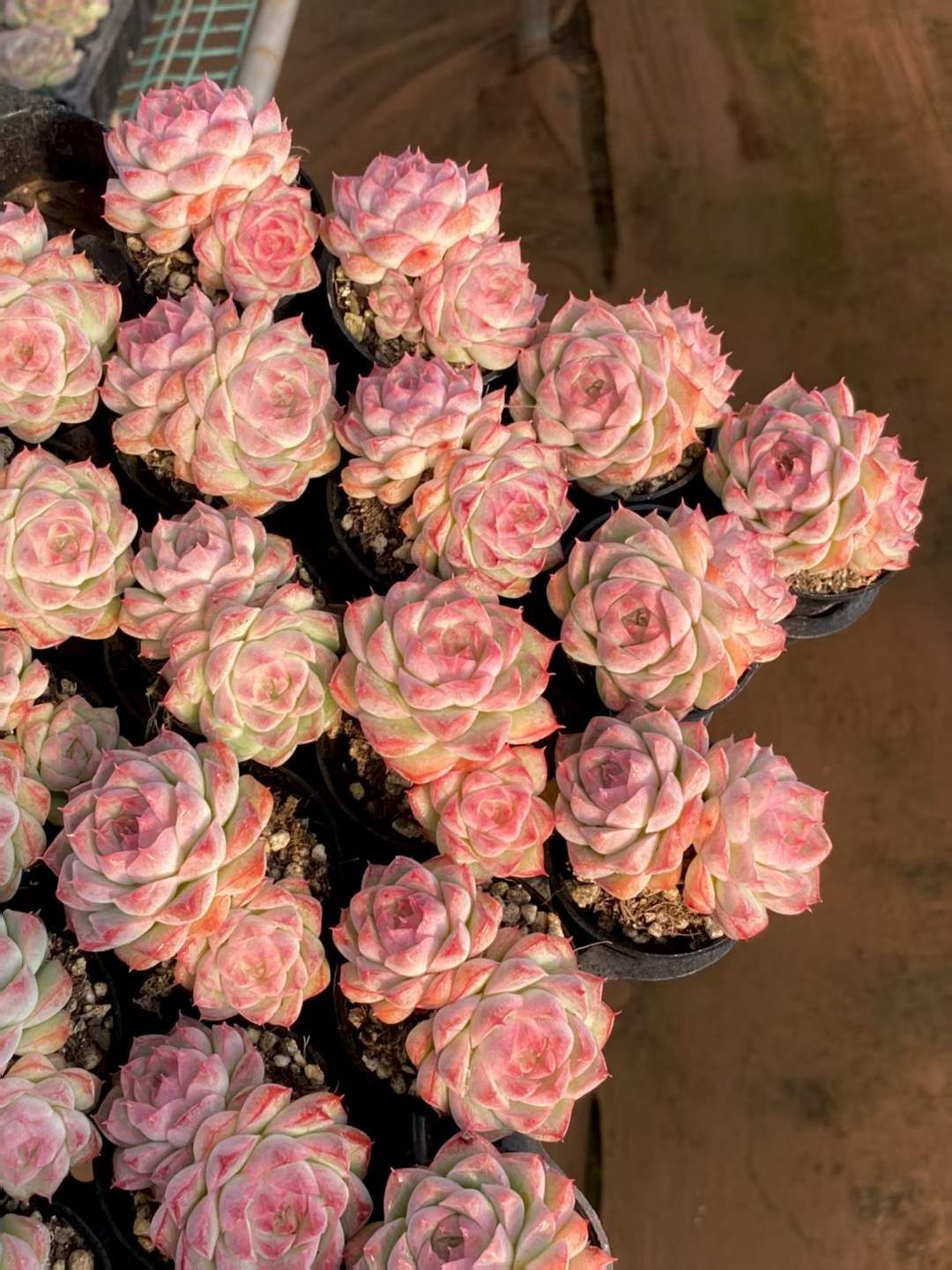 MY956×54苗 桃薫女王 新入荷 抜き苗 多肉植物 詰め合わせ アエオニウム