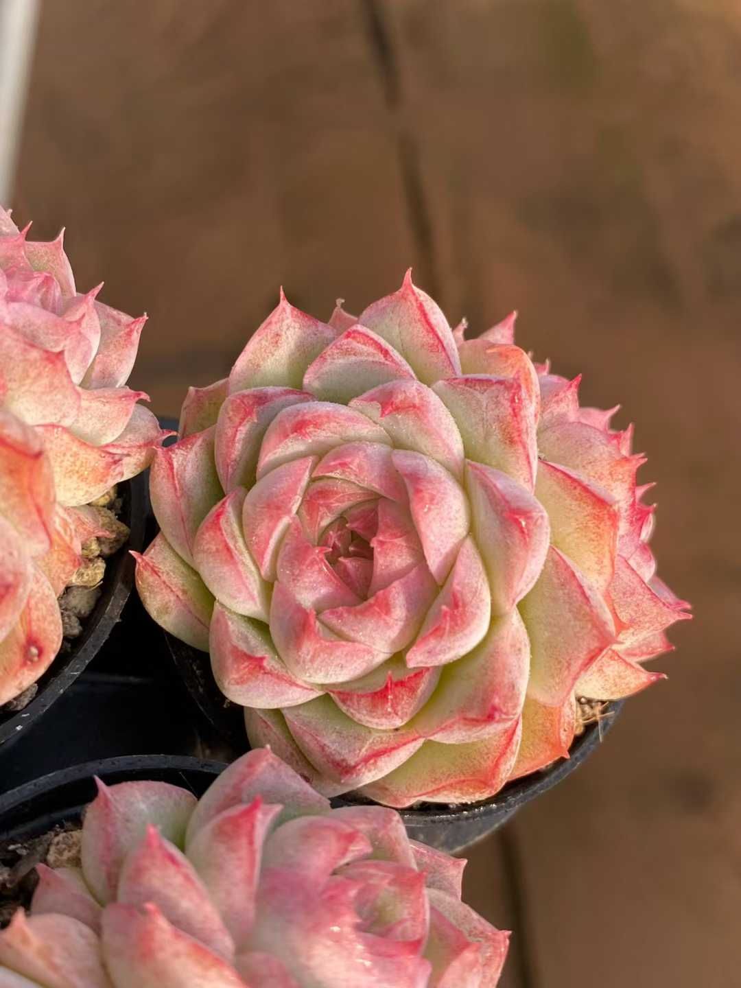 MY956×54苗 桃薫女王 新入荷 抜き苗 多肉植物 詰め合わせ アエオニウム