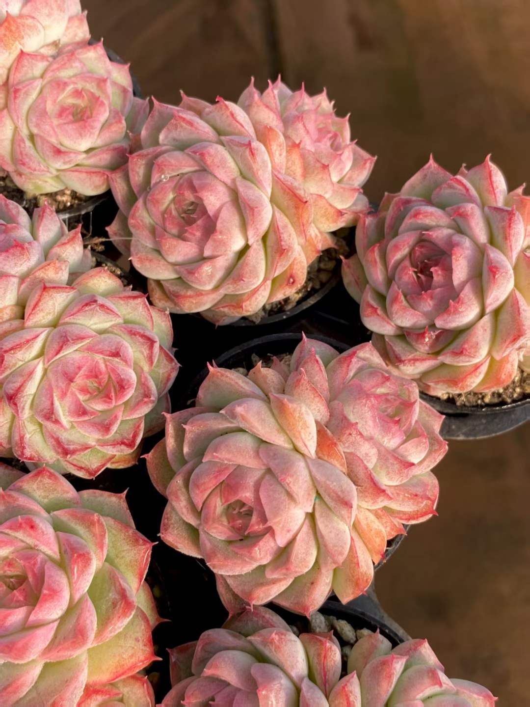 MY956×54苗 桃薫女王 新入荷 抜き苗 多肉植物 詰め合わせ アエオニウム