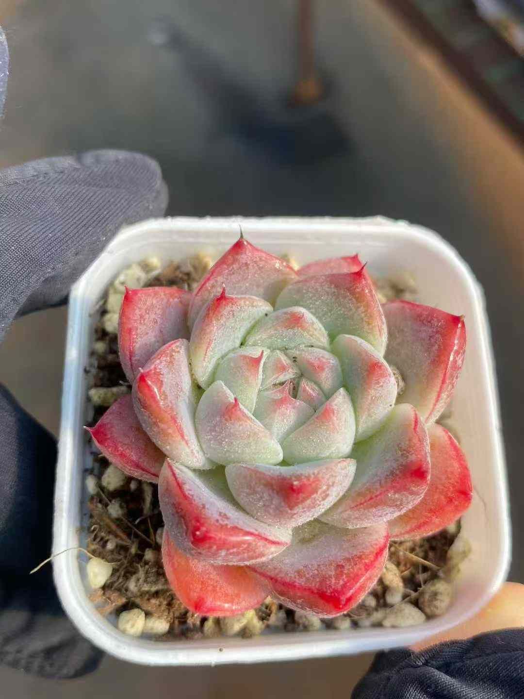 MY987×48苗 アルバ 新入荷 抜き苗 多肉植物 詰め合わせ アエオニウム エケベリア サボテン 韓国苗