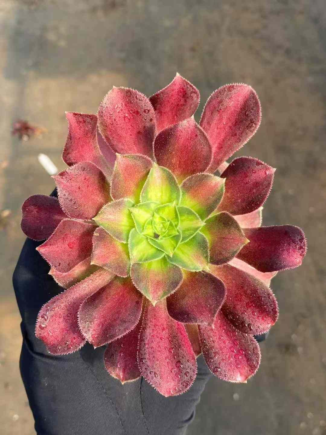 MY 苗 新入荷 抜き苗 多肉植物 詰め合わせ アエオニウム エケベリア サボテン 韓国苗