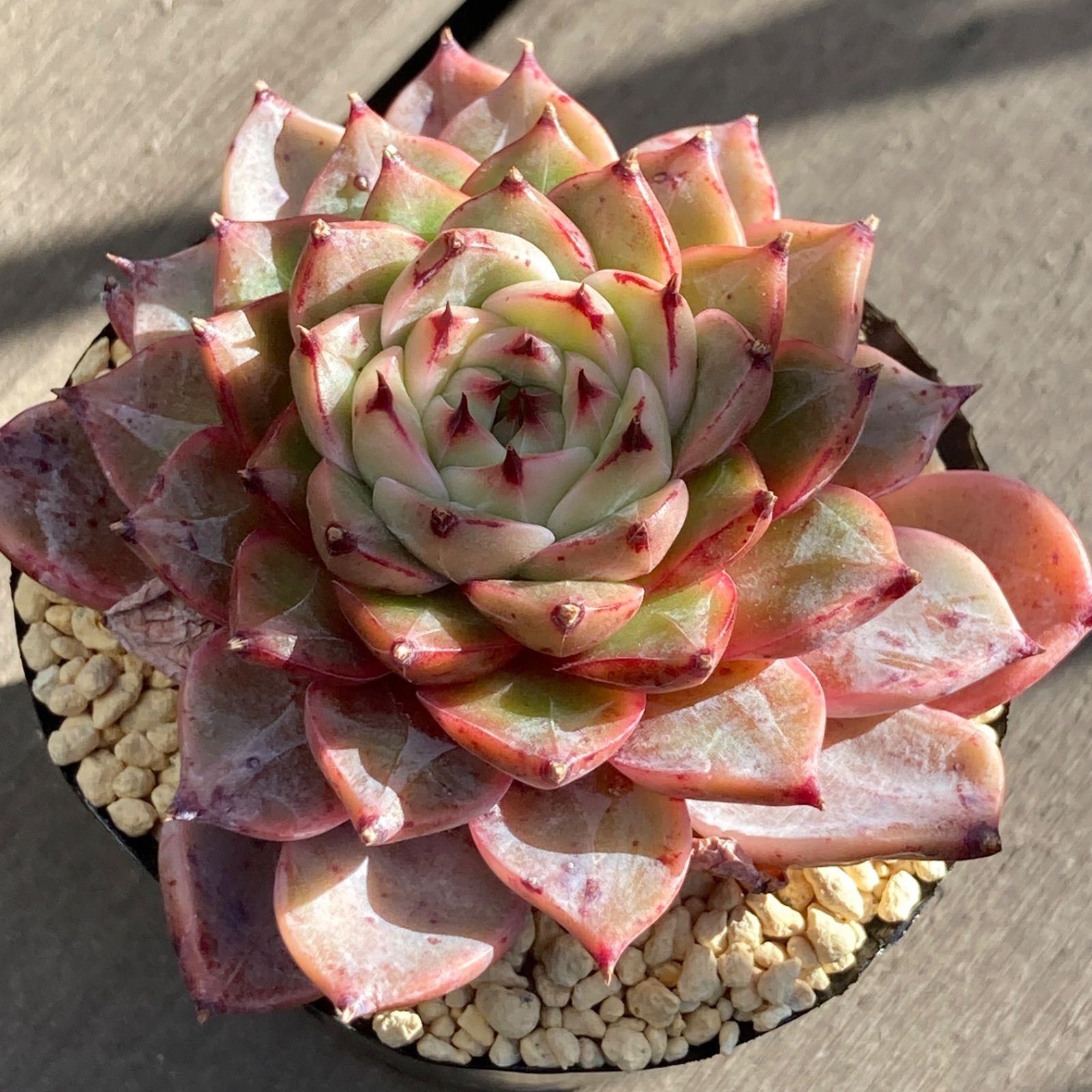 送料込！】エケべリア 韓国苗 ソウルクラウン 中苗｜チャンフィー苗