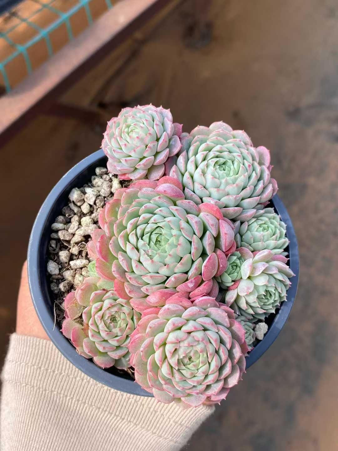 MY965×18苗 新入荷 抜き苗 多肉植物 詰め合わせ アエオニウム