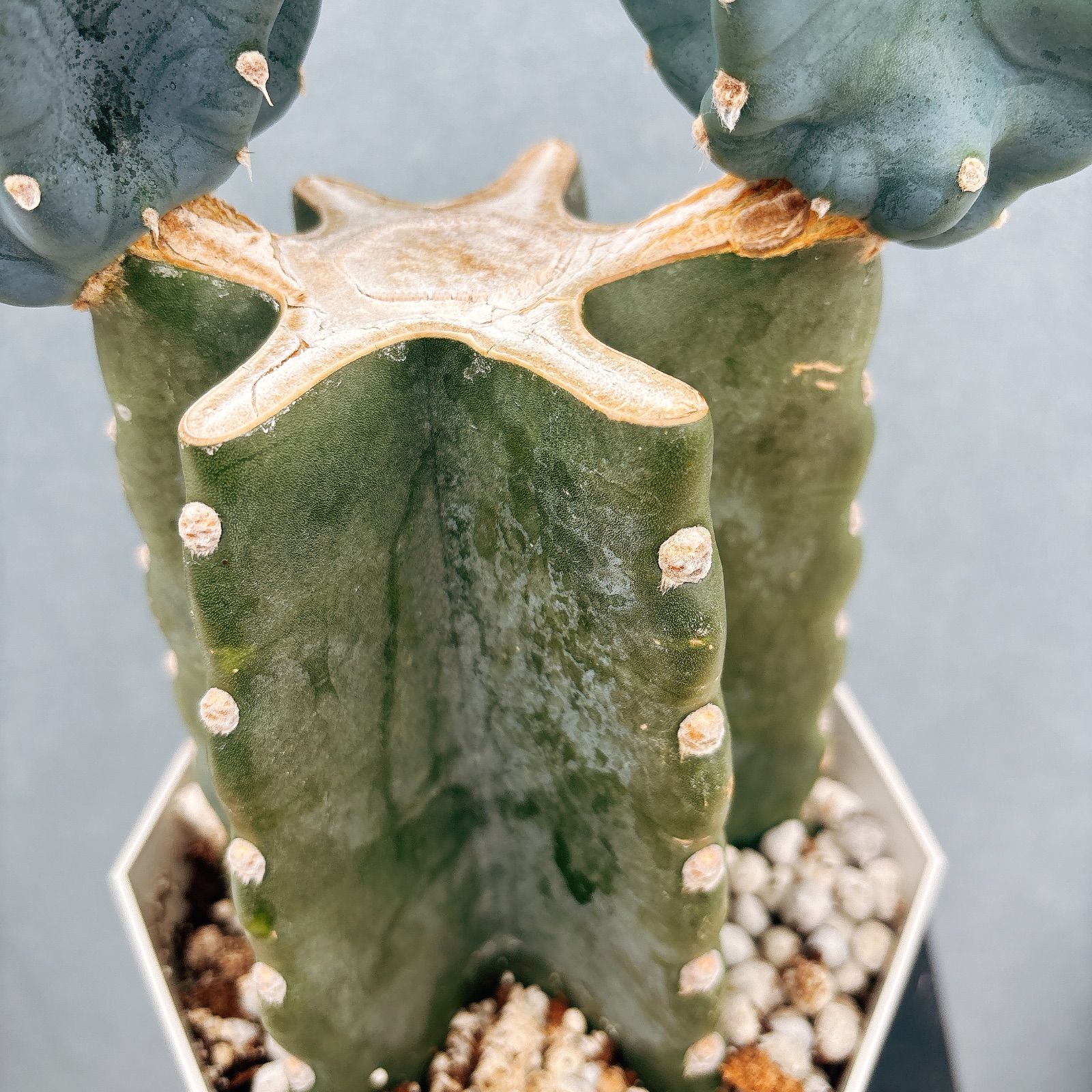 現品］7番 柱サボテン 鬼面角 ブランチ 5号 観葉植物 室内 おしゃれ