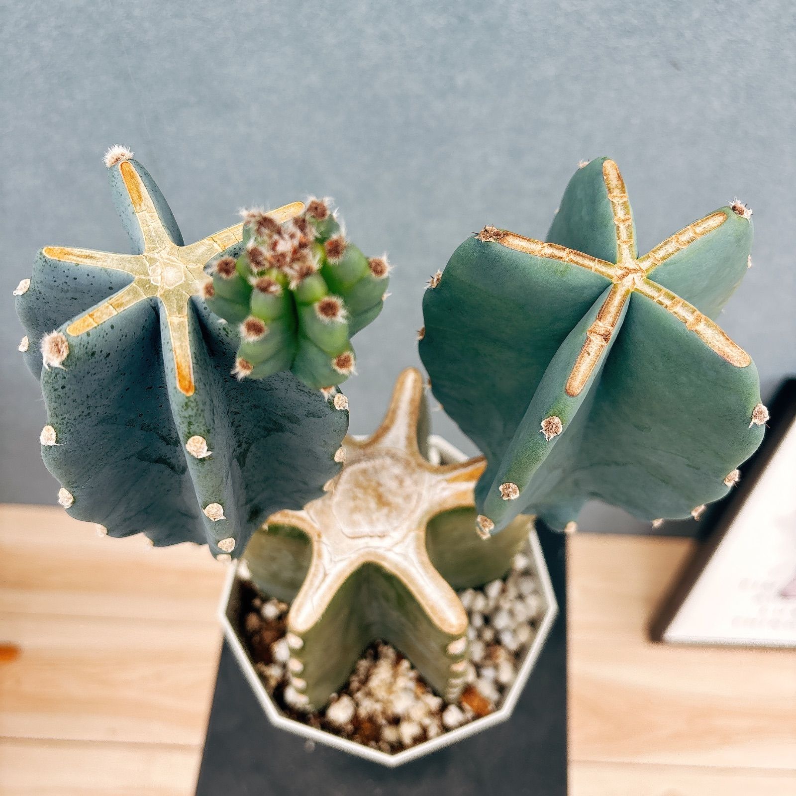 現品］7番 柱サボテン 鬼面角 ブランチ 5号 観葉植物 室内 おしゃれ