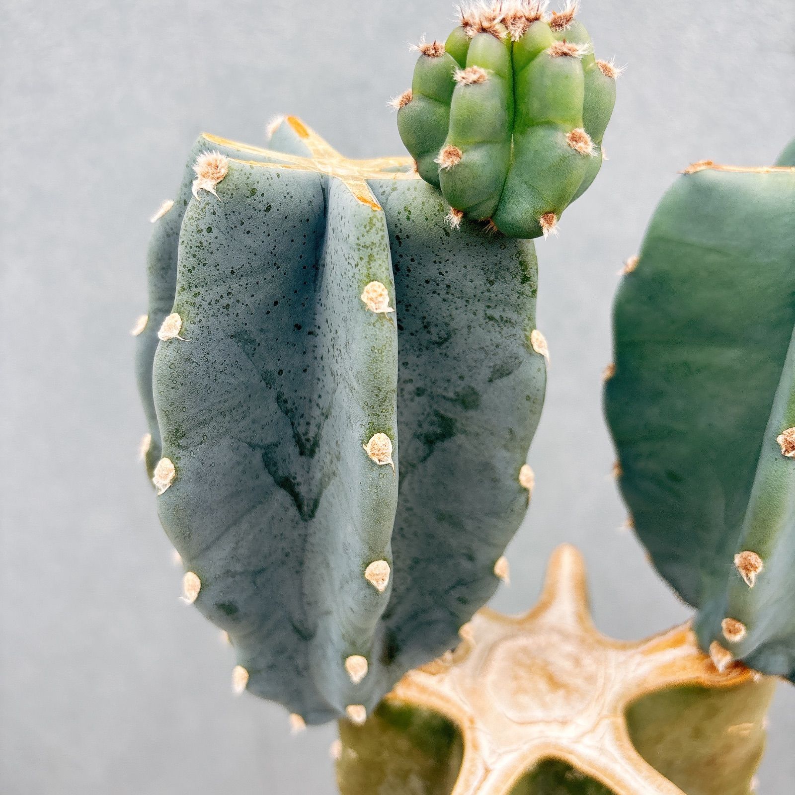 現品］7番 柱サボテン 鬼面角 ブランチ 5号 観葉植物 室内 おしゃれ
