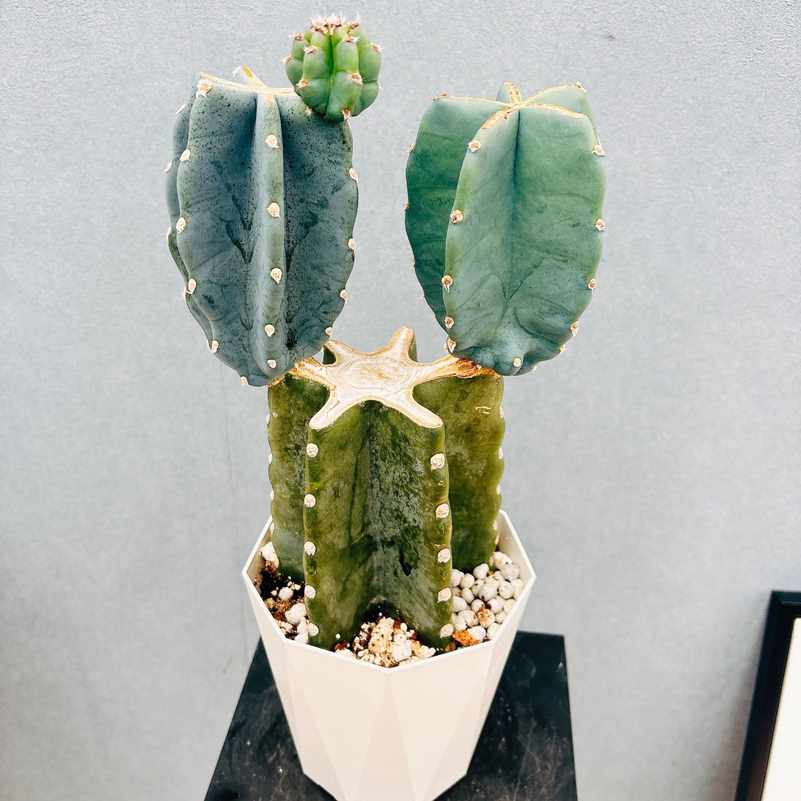 現品］7番 柱サボテン 鬼面角 ブランチ 5号 観葉植物 室内 おしゃれ