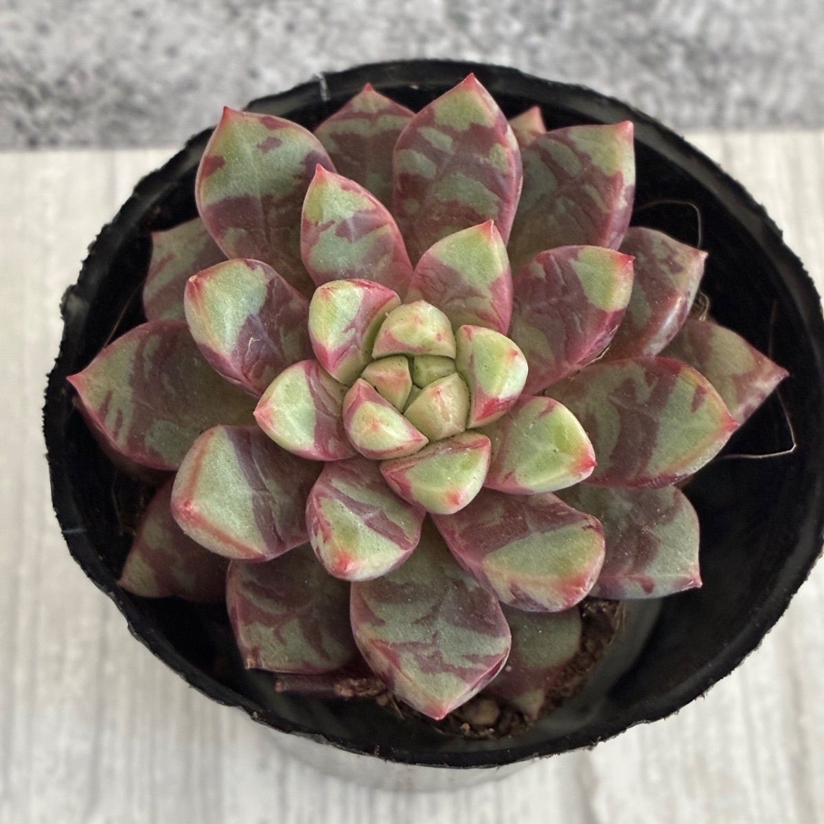 第四種郵便発送】どんぐりぼうや様専用 - メルカリ