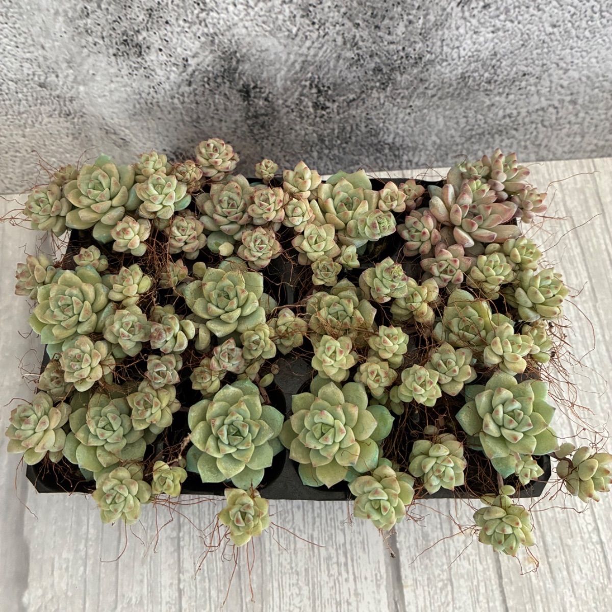 第四種郵便発送】多肉植物 エケベリア キャラメルの妖精 プラグ苗 12苗