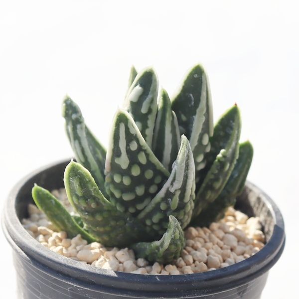 天使の泪 ハオルチア Haworthia tenshi no namida 多肉植物 室内植物 室内インテリア アレンジ苗 ベランダガーデン 小さな庭 多年草 インテリアグリーン