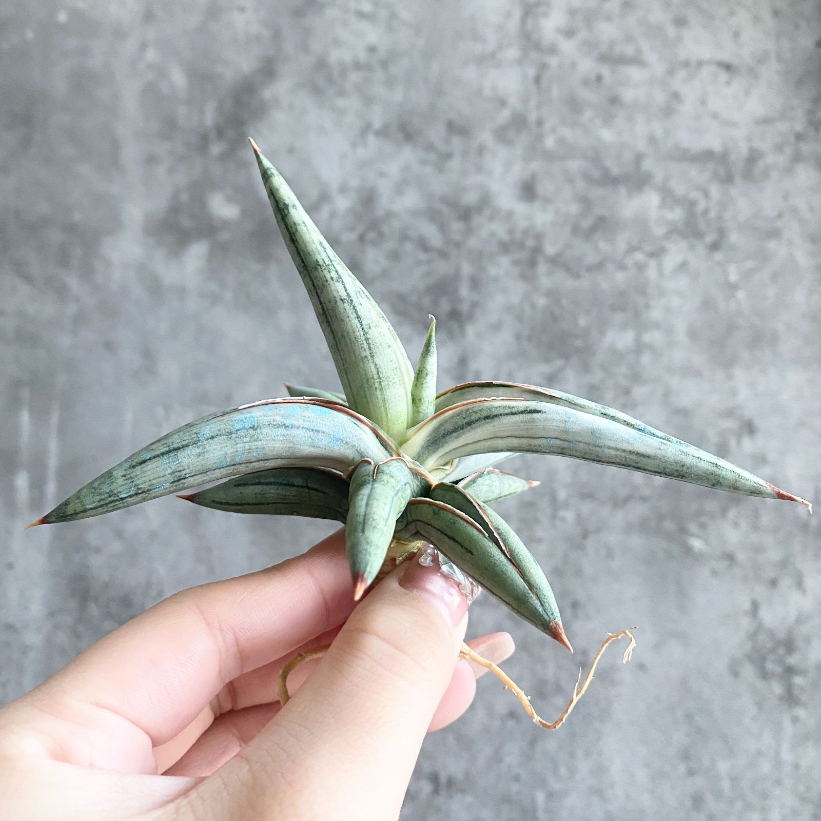 S11157【極上S級 斑入り株！！】サンスベリア シルバークローン 白縞斑