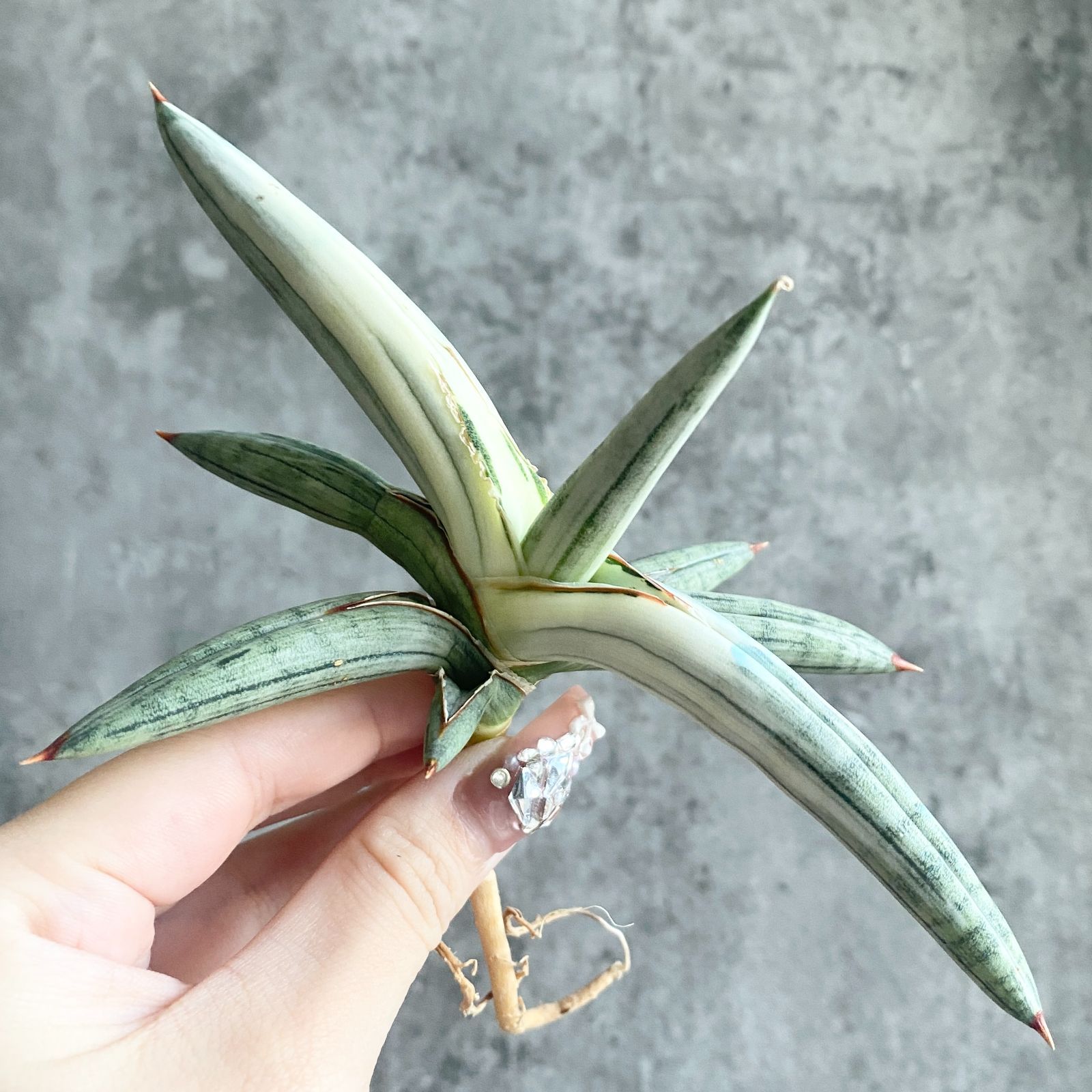 S1857極上S級 斑入り株！！サンスベリア フランシシー 斑入り