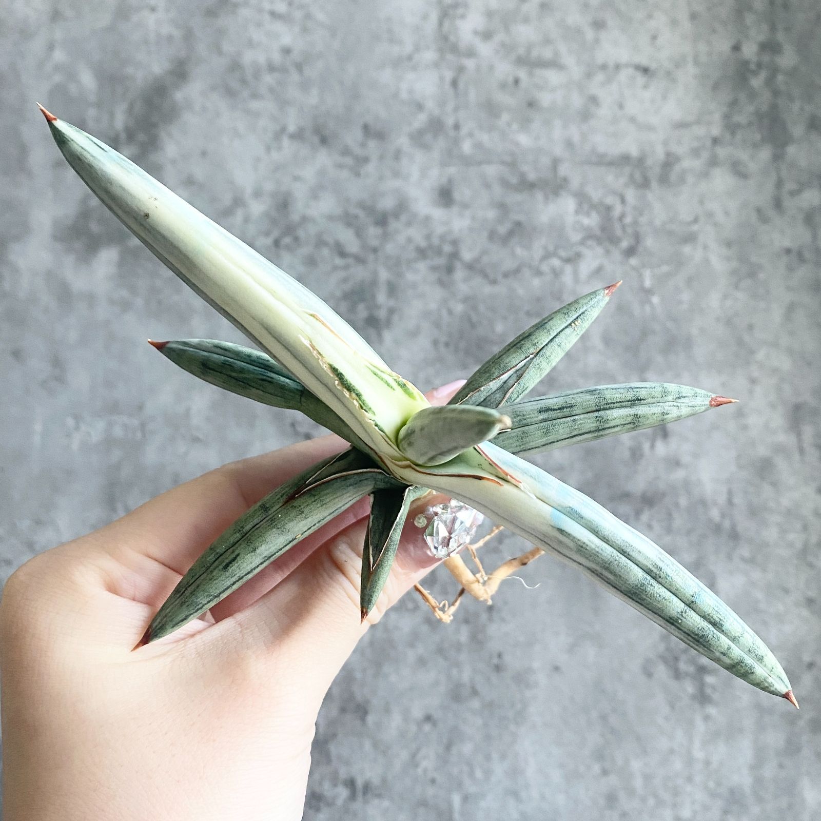 サンスベリア シルバークローン 斑入り S11158【極上S級 斑入り株！！】サンスベリア シルバークローン 白縞斑