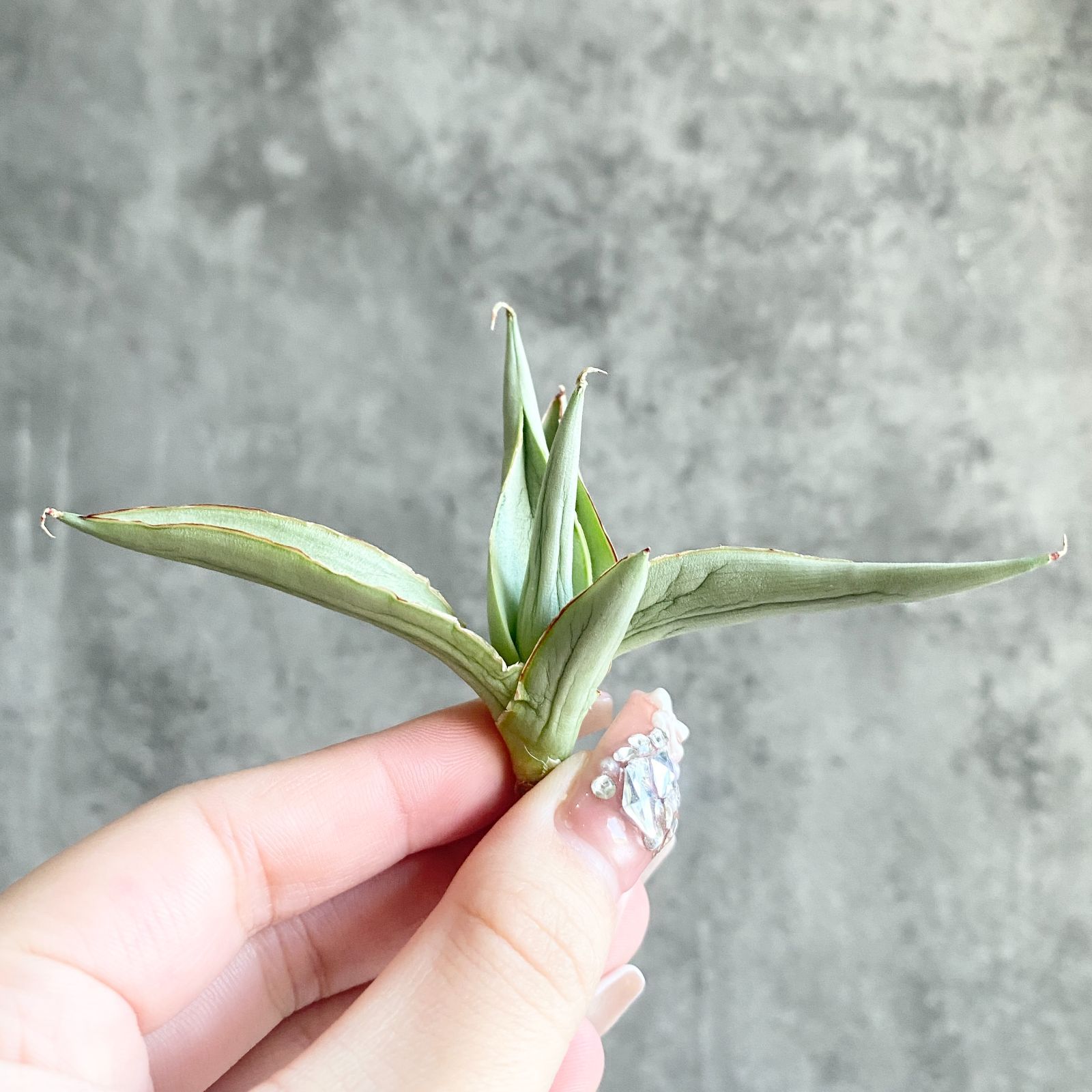 S11217☆限定価格 限定販売☆【超希少ハイブリッド！！美株