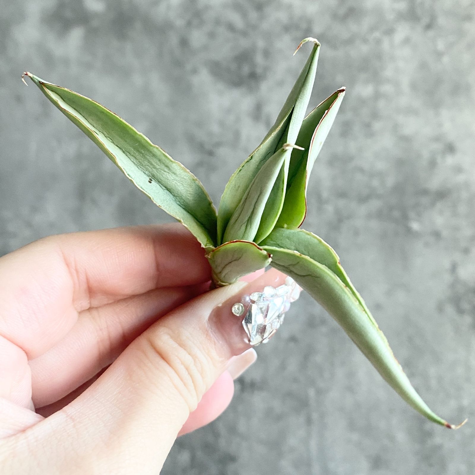 S11217☆限定価格 限定販売☆【超希少ハイブリッド！！美株