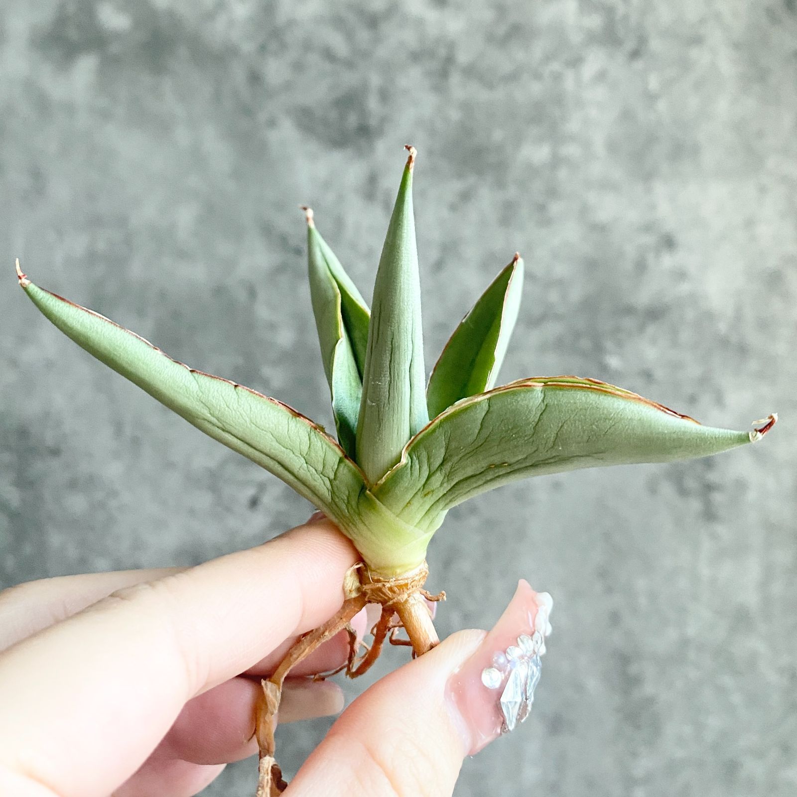 S11219☆限定価格 限定販売☆【超希少ハイブリッド！！美株