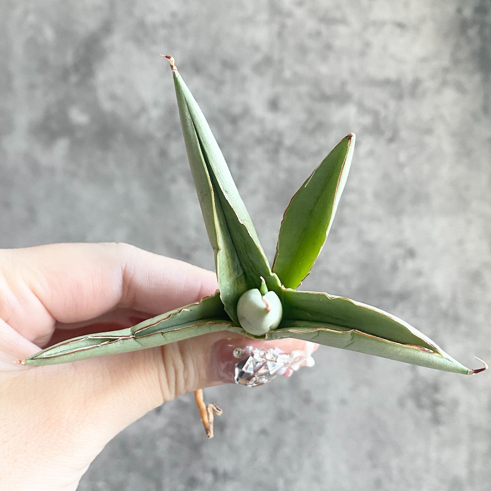 S11219☆限定価格 限定販売☆【超希少ハイブリッド！！美株