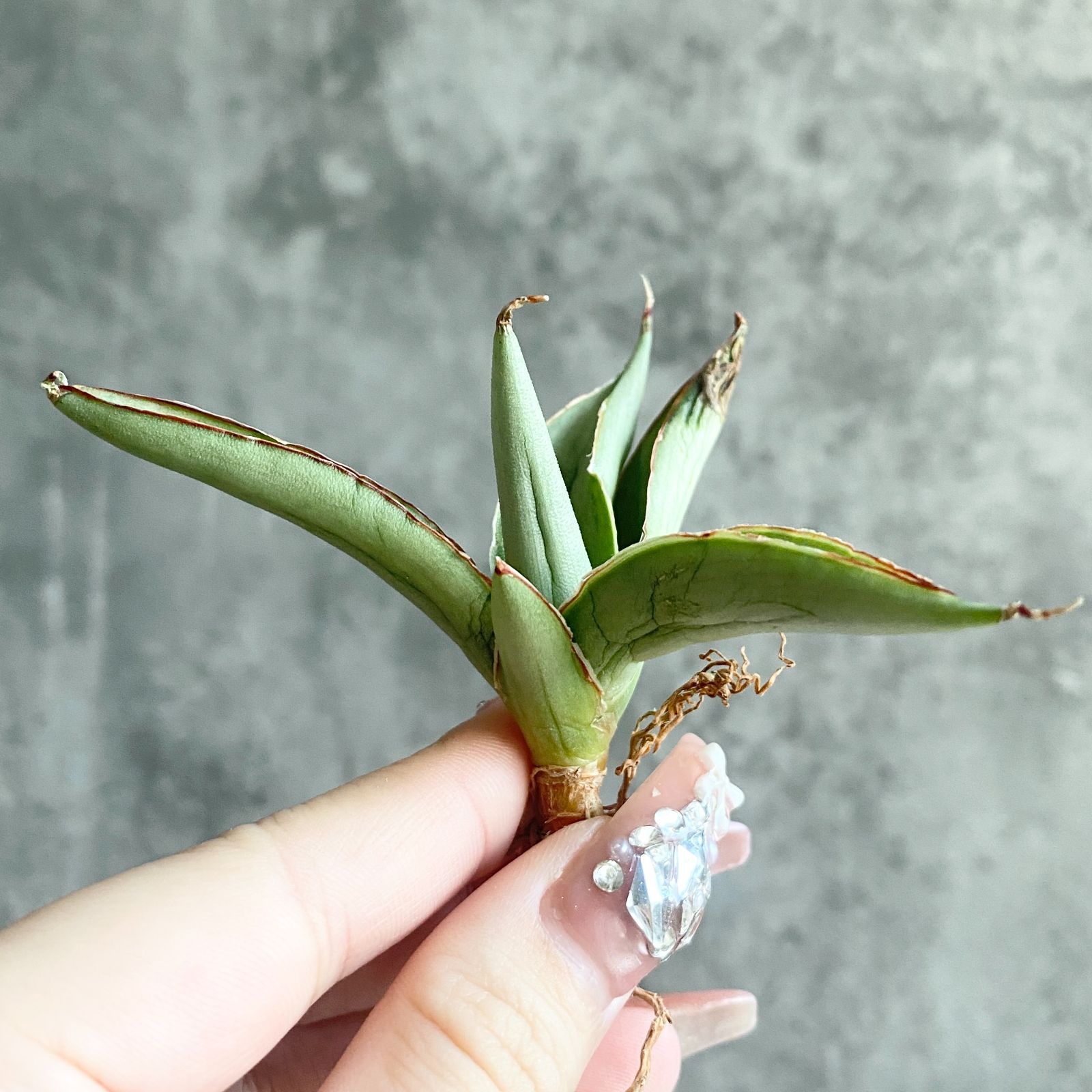 S11224☆限定価格 限定販売☆【超希少ハイブリッド！！美株