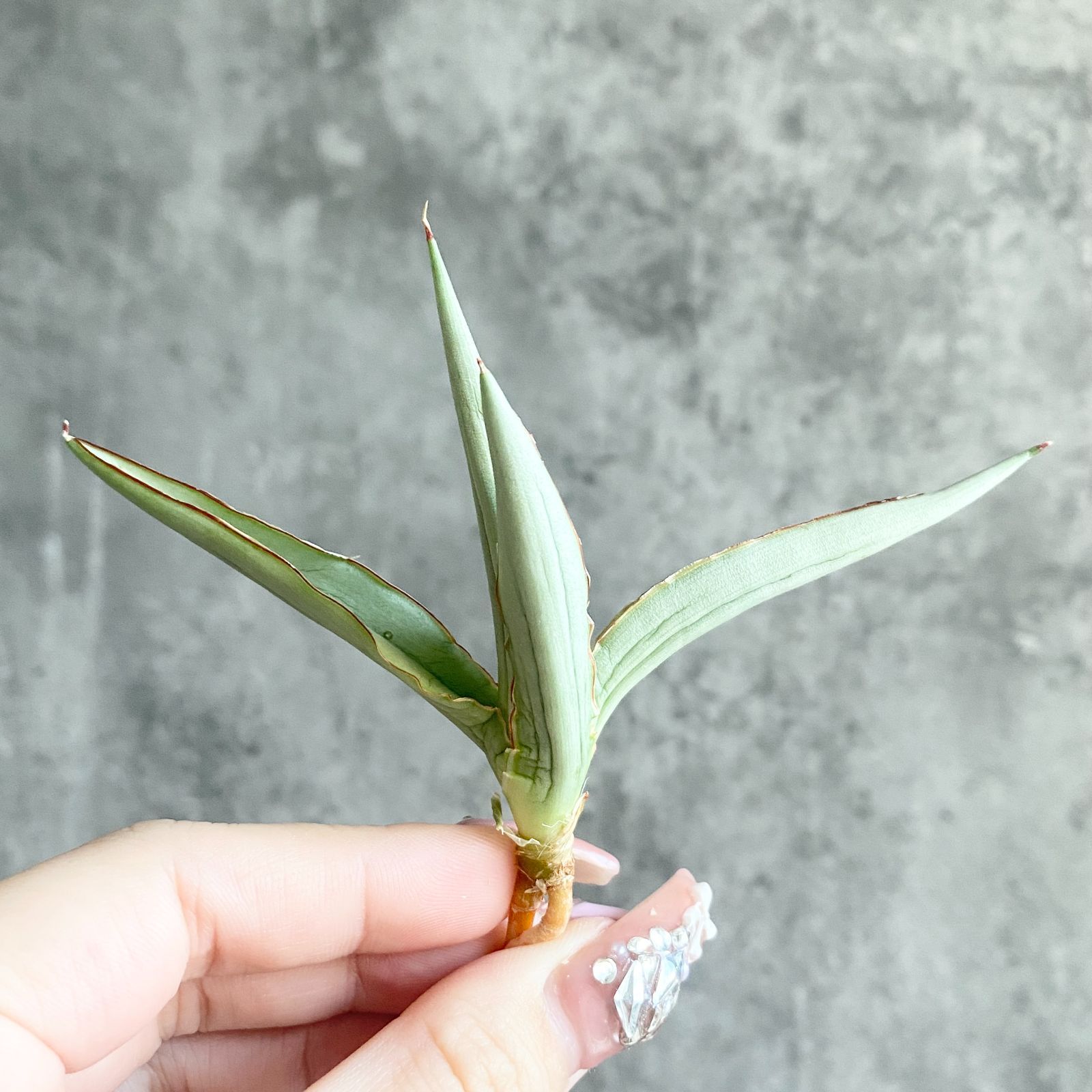 Akira Noritaサンセベリア　ダンシングドラゴン　希少　メルカリ便 S11225☆限定価格 限定販売☆【超希少ハイブリッド！！美株