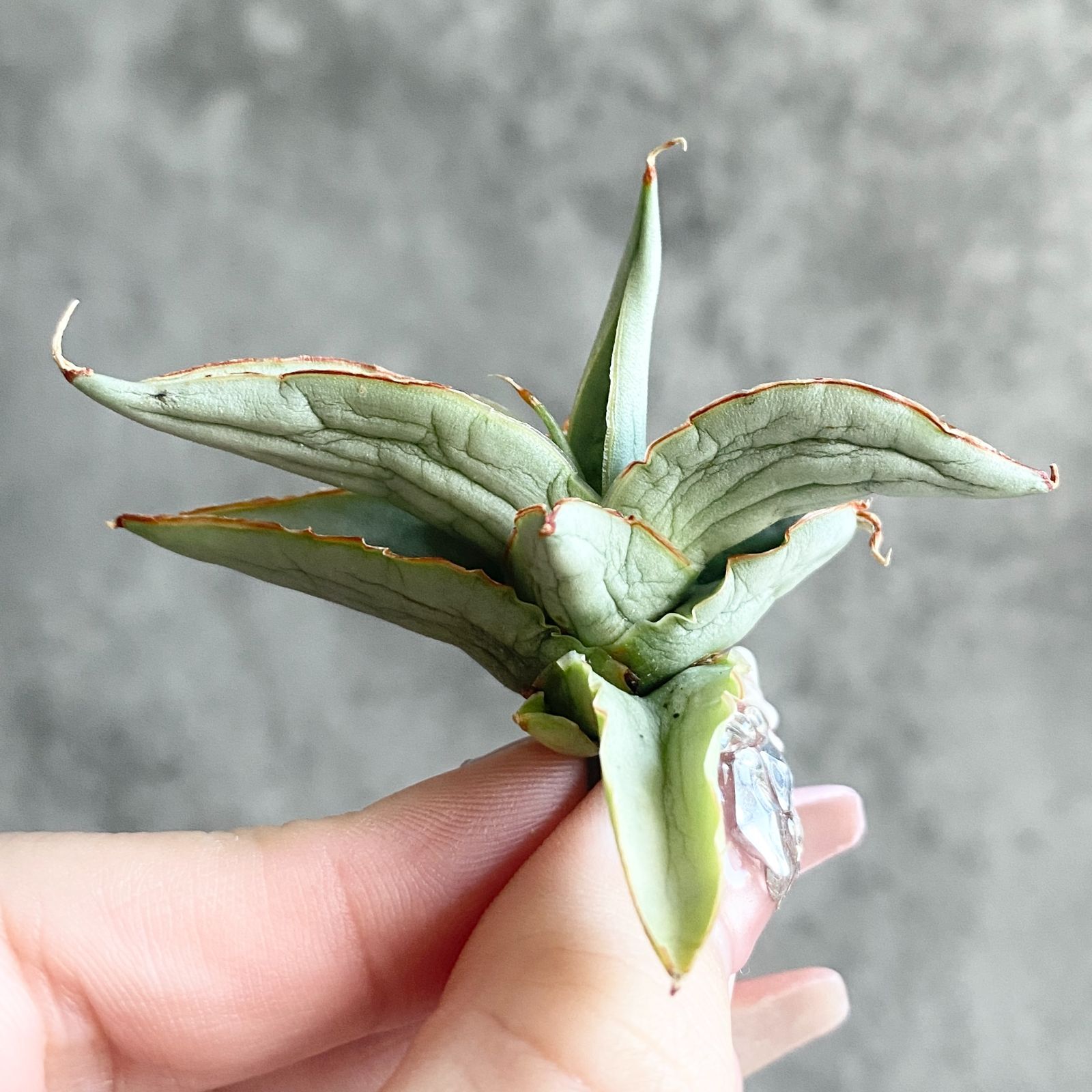 S11227☆限定価格 限定販売☆【超希少ハイブリッド！！美株