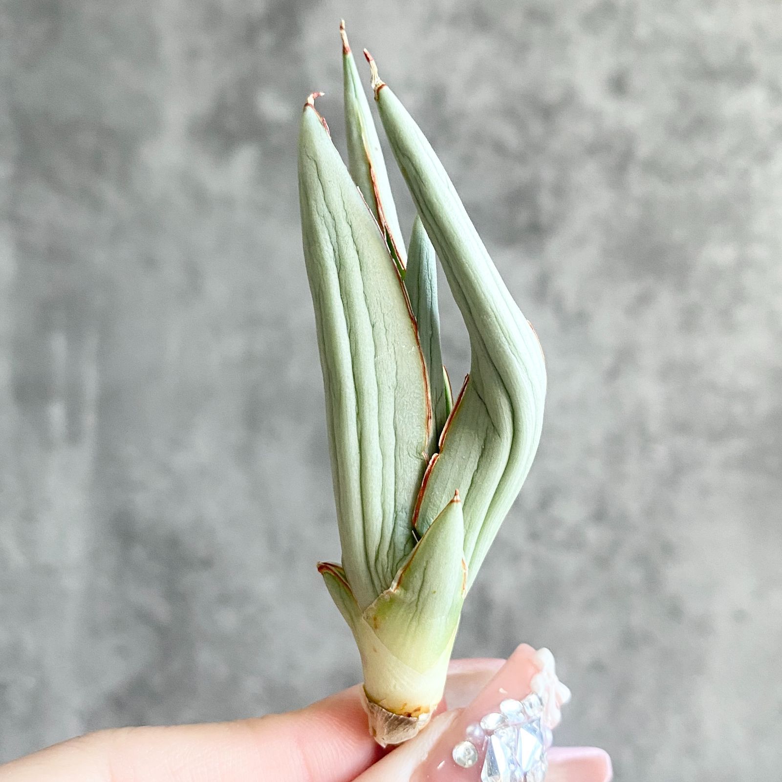 S11228☆限定価格 限定販売☆【超希少ハイブリッド！！美株