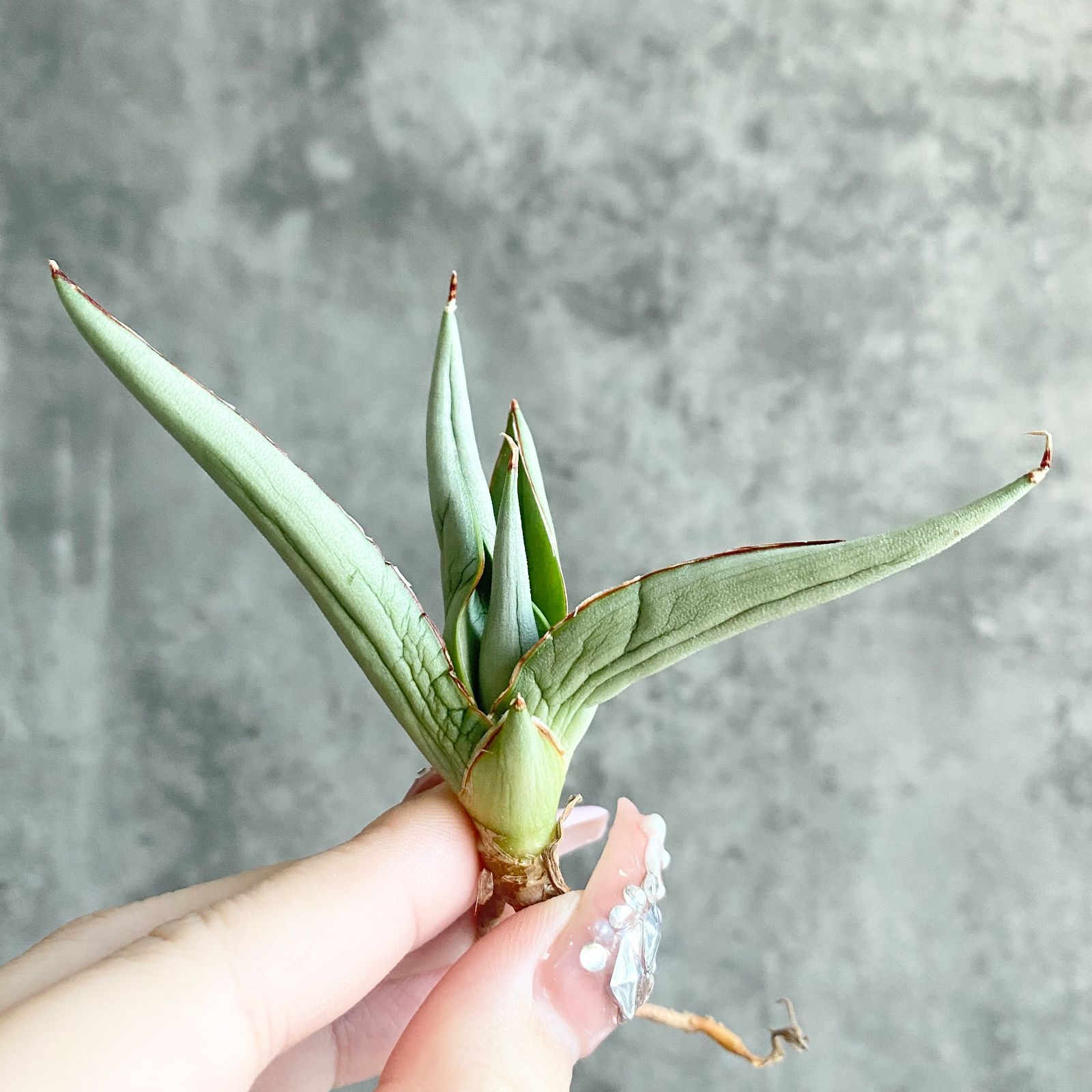 S11230☆限定価格 限定販売☆【超希少ハイブリッド！！美株