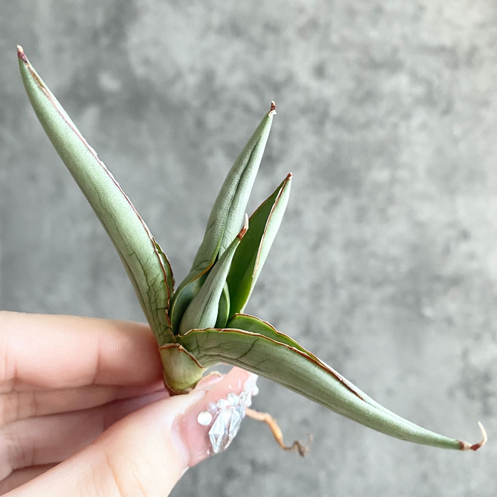 S11230☆限定価格 限定販売☆【超希少ハイブリッド！！美株