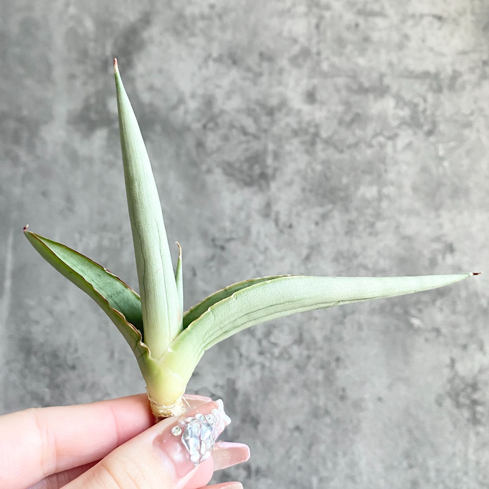 S11231☆限定価格 限定販売☆【超希少ハイブリッド！！美株