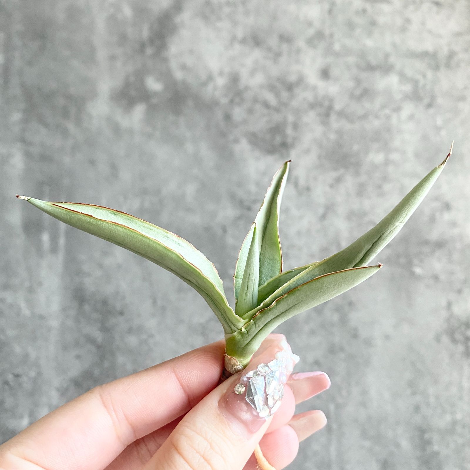 S11232☆限定価格 限定販売☆【超希少ハイブリッド！！美株