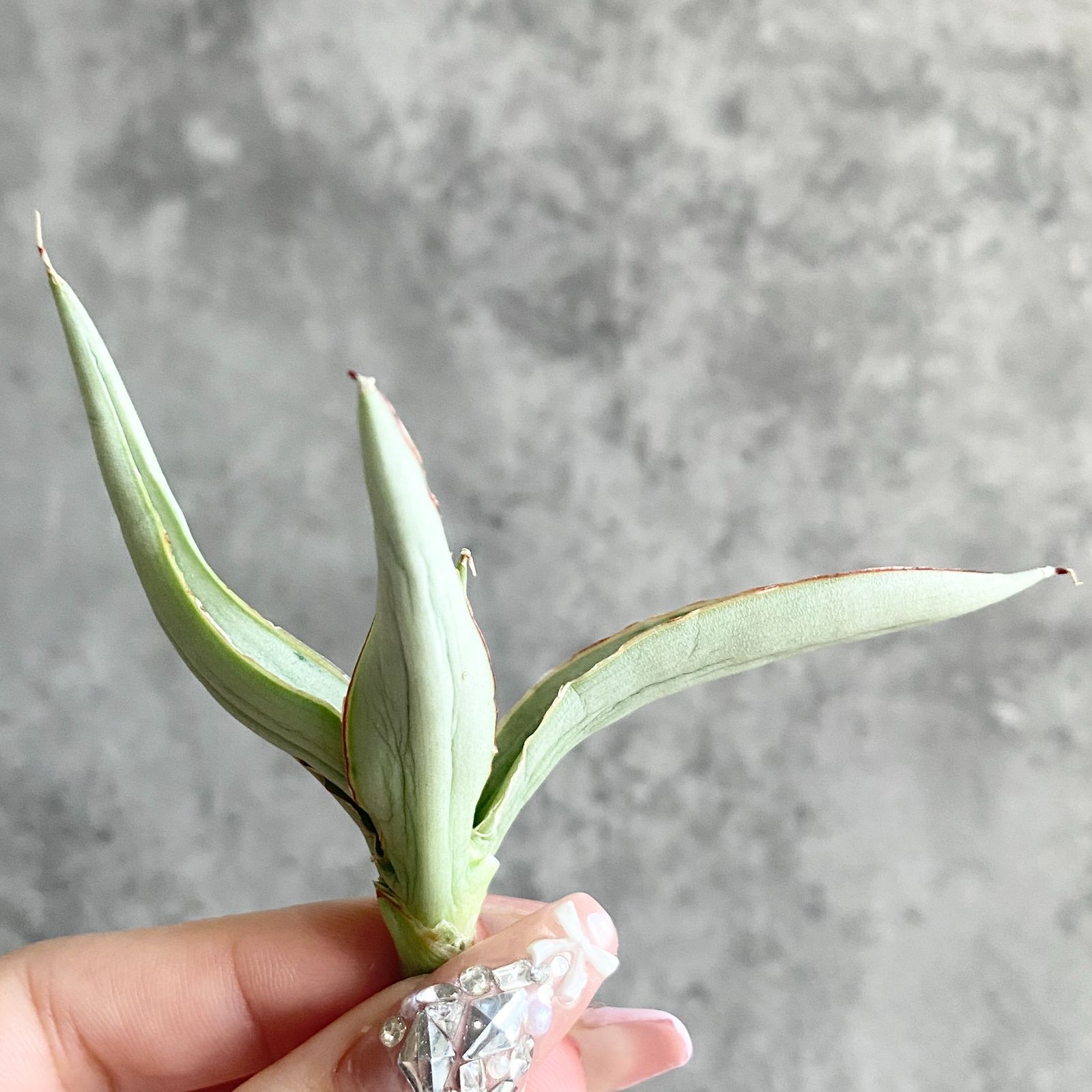 S11232☆限定価格 限定販売☆【超希少ハイブリッド！！美株