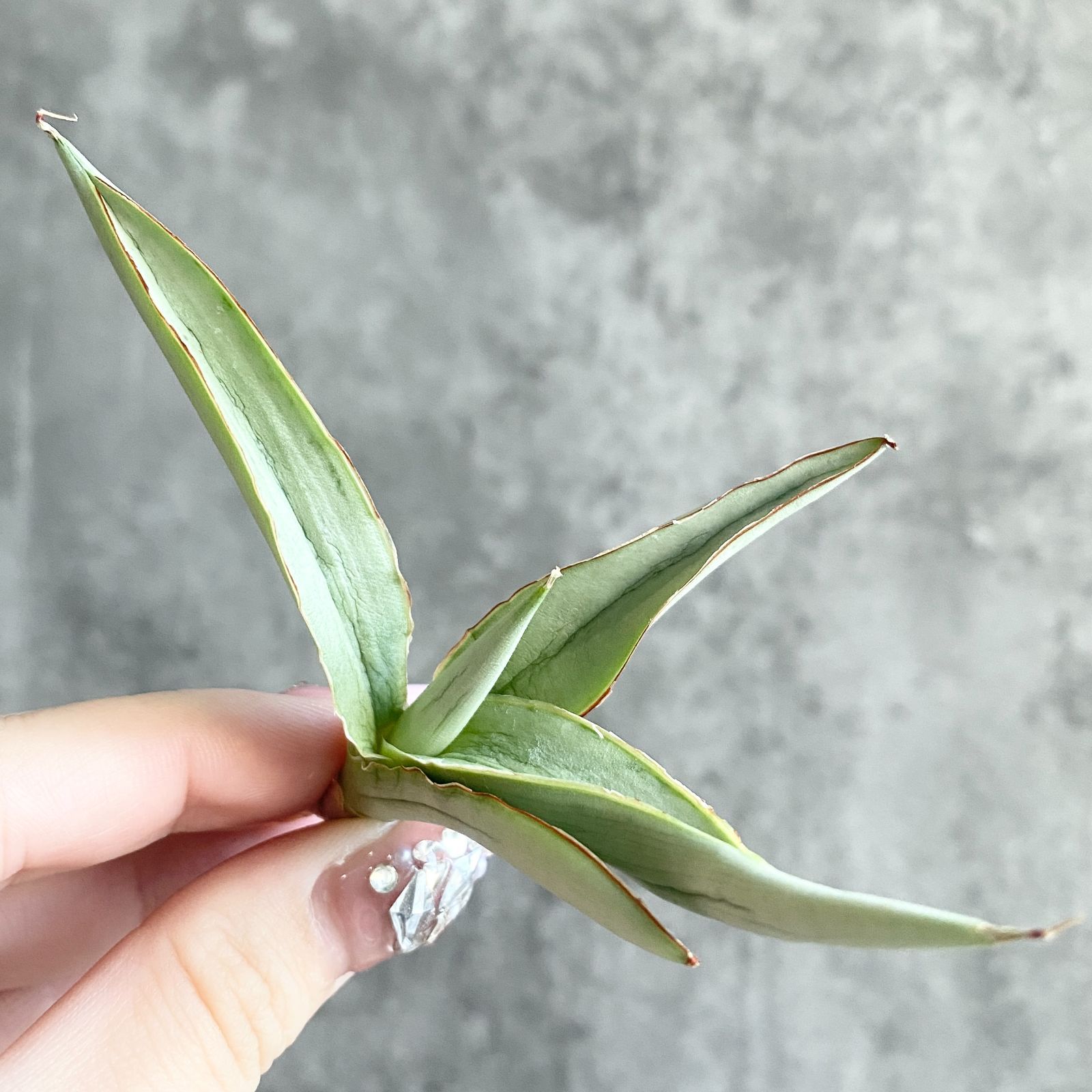 S11232☆限定価格 限定販売☆【超希少ハイブリッド！！美株