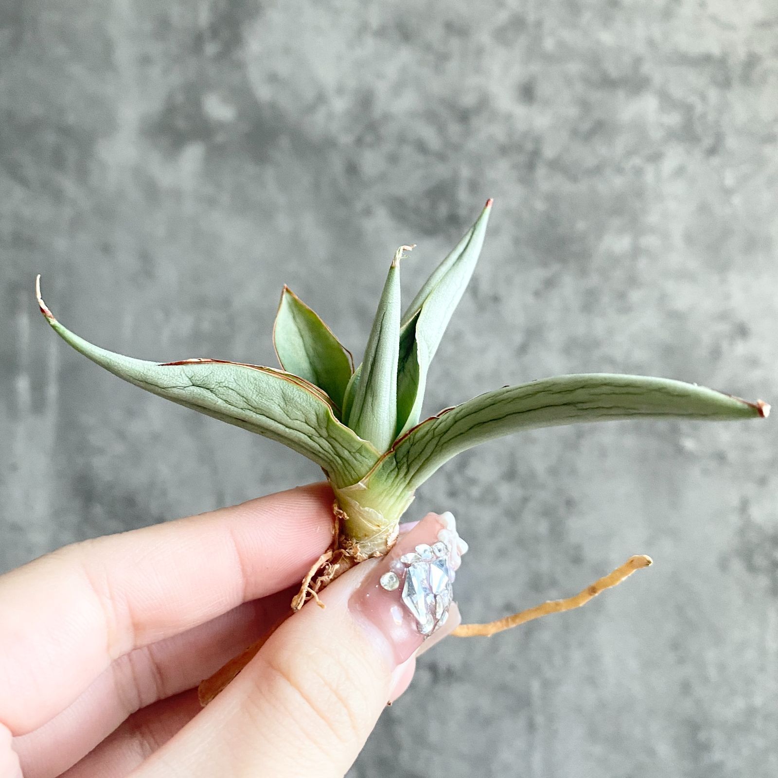 S11233☆限定価格 限定販売☆【超希少ハイブリッド！！美株