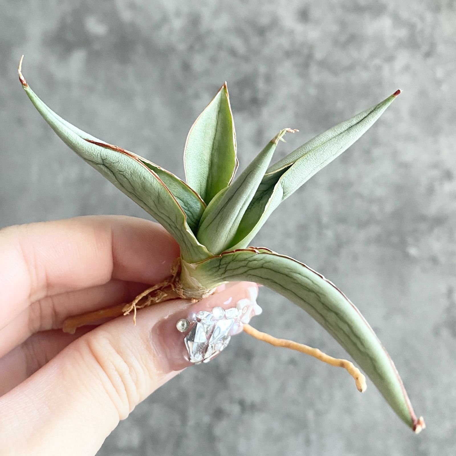 S11233☆限定価格 限定販売☆【超希少ハイブリッド！！美株