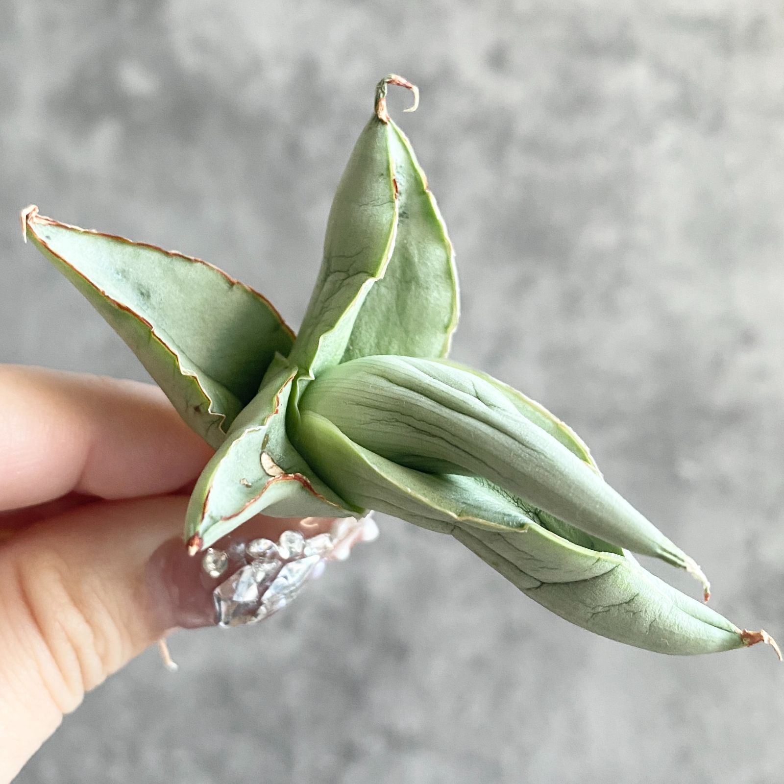 S11235☆限定価格 限定販売☆【超希少ハイブリッド！！美株