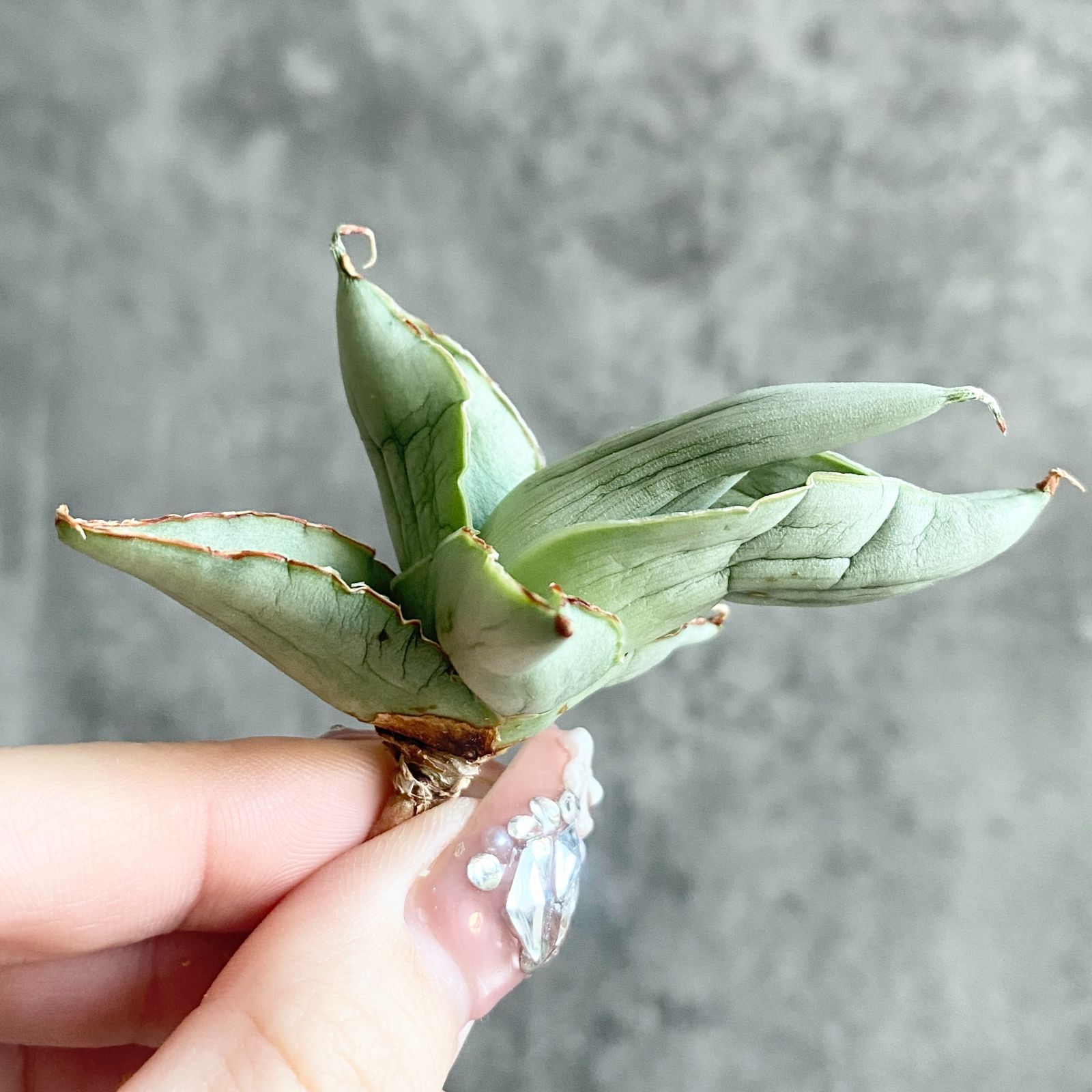 S11235☆限定価格 限定販売☆【超希少ハイブリッド！！美株