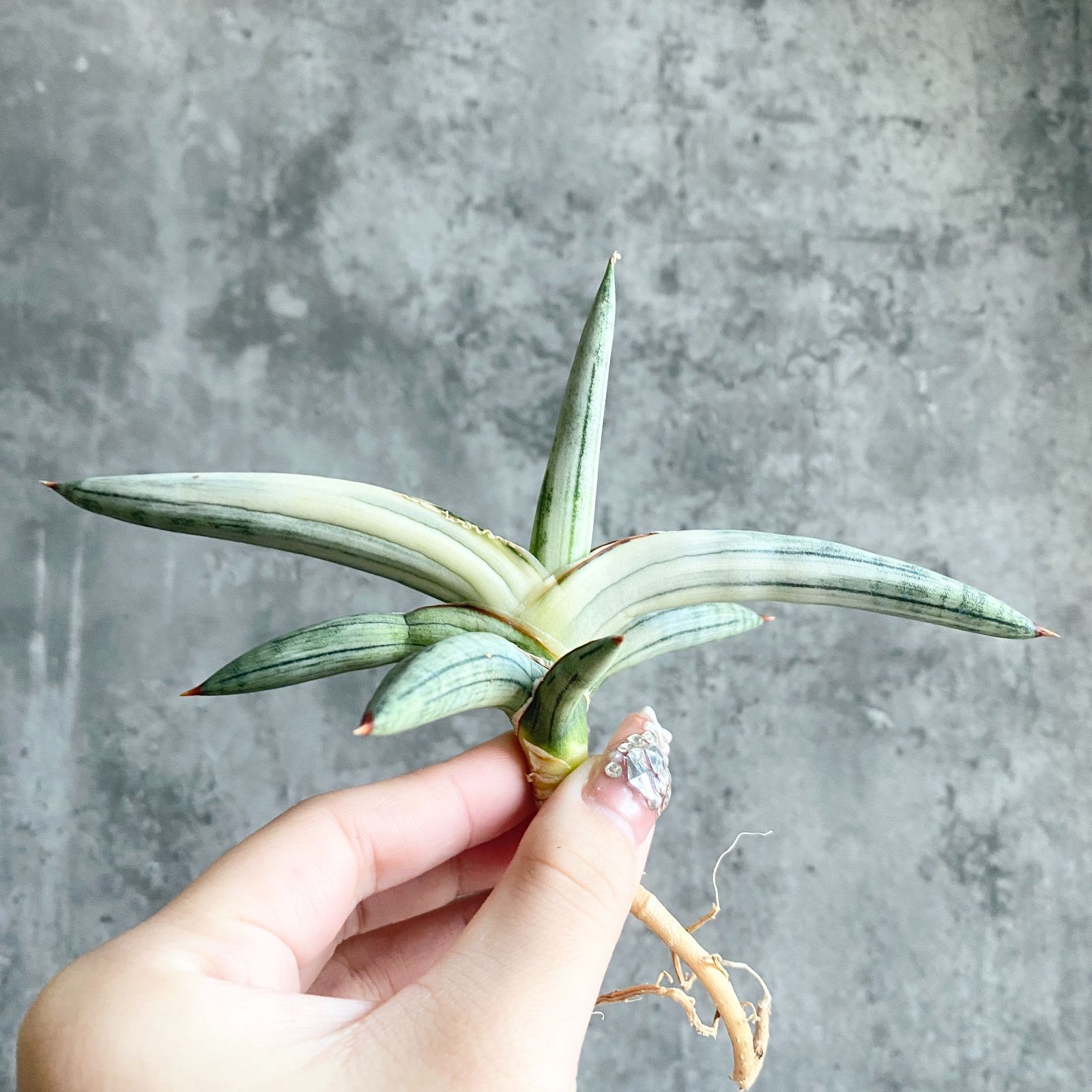 S11158【極上S級 斑入り株！！】サンスベリア シルバークローン 白縞斑