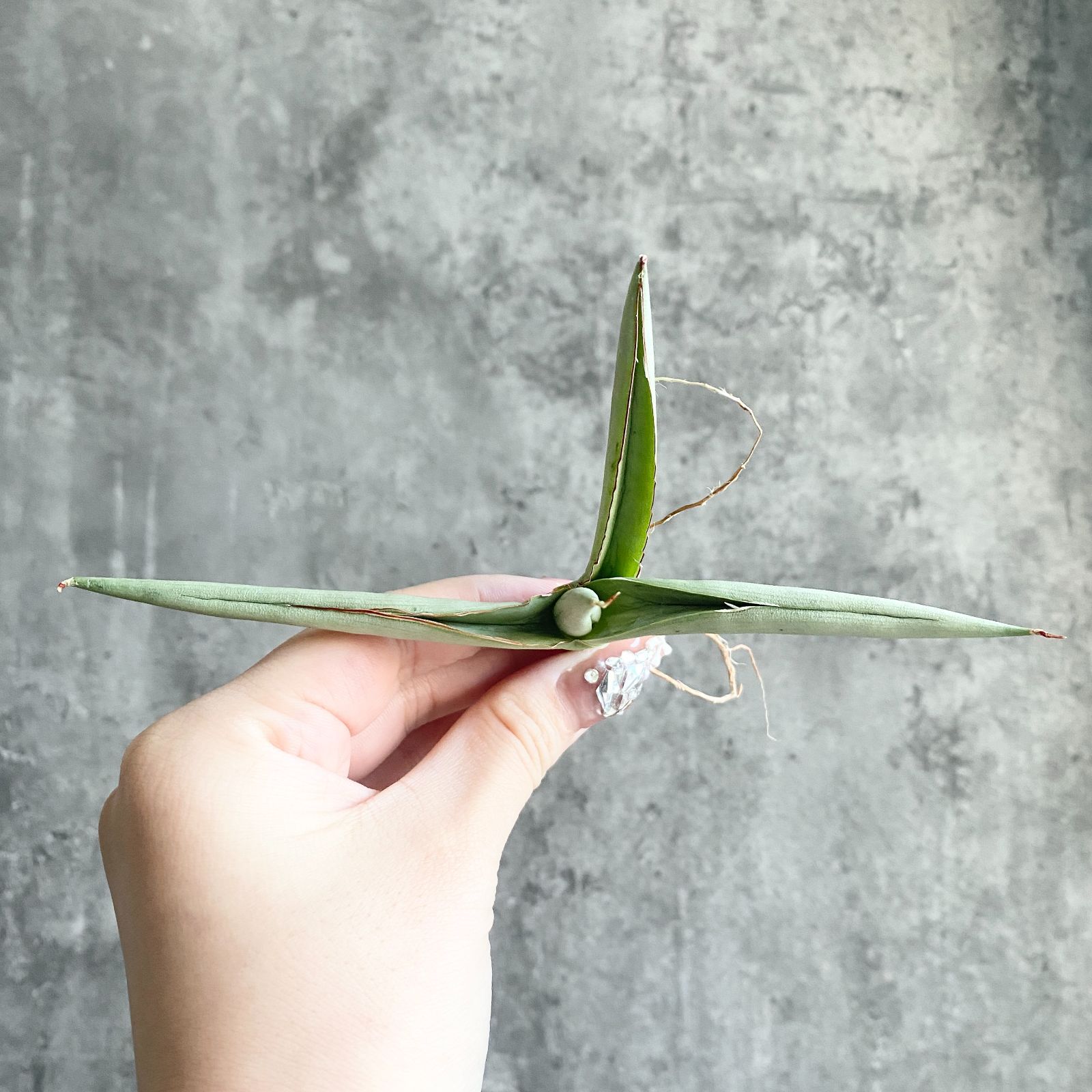 S11218☆限定価格 限定販売☆【超希少ハイブリッド！！美株