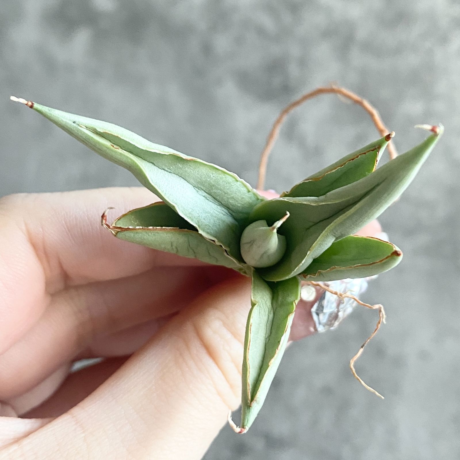 S11220☆限定価格 限定販売☆【超希少ハイブリッド！！美株