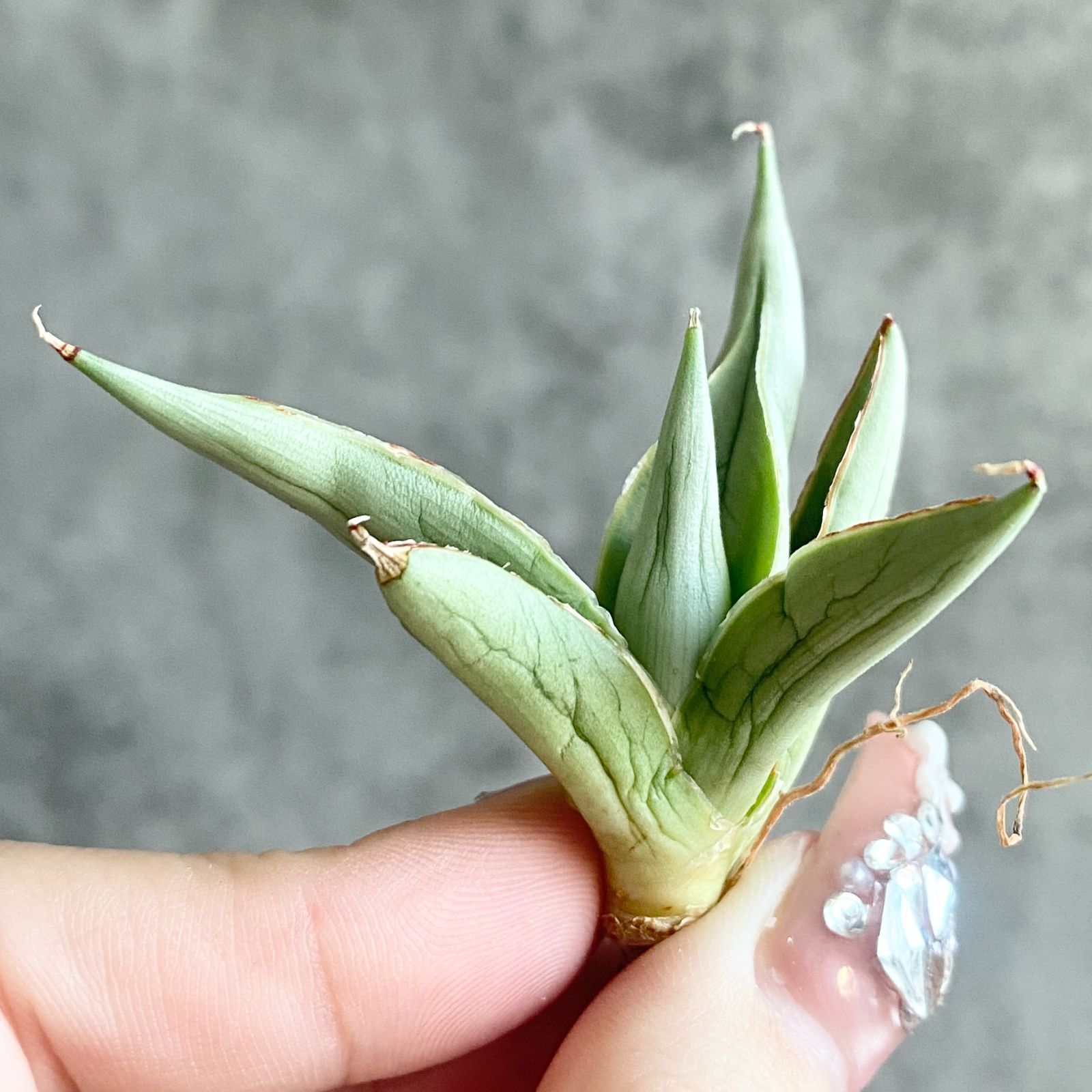 S11220☆限定価格 限定販売☆【超希少ハイブリッド！！美株