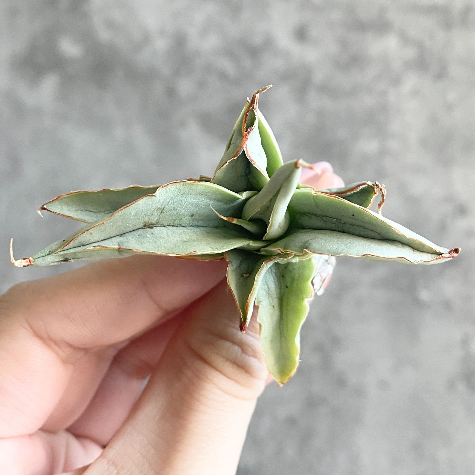 S11227☆限定価格 限定販売☆【超希少ハイブリッド！！美株