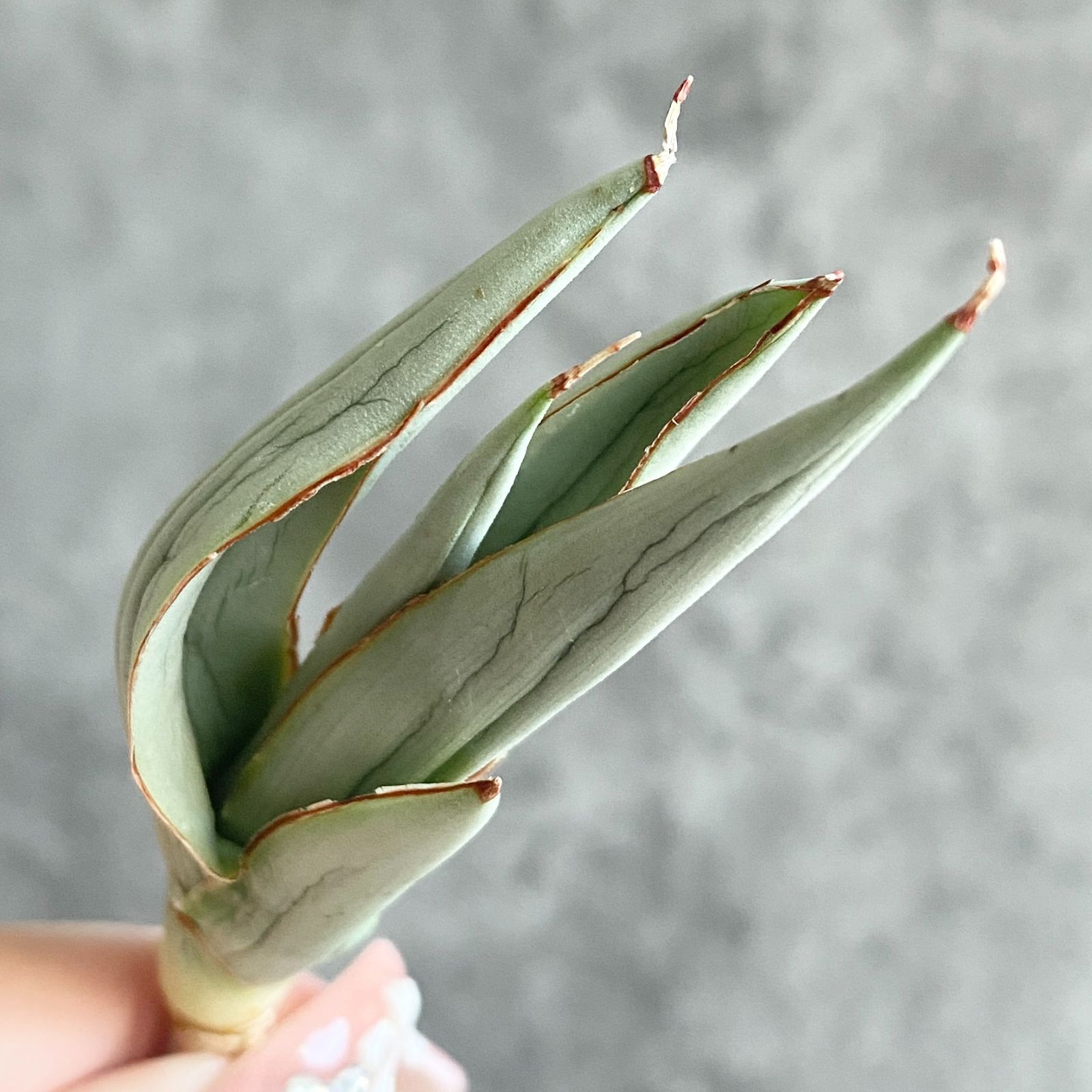 S11228☆限定価格 限定販売☆【超希少ハイブリッド！！美株