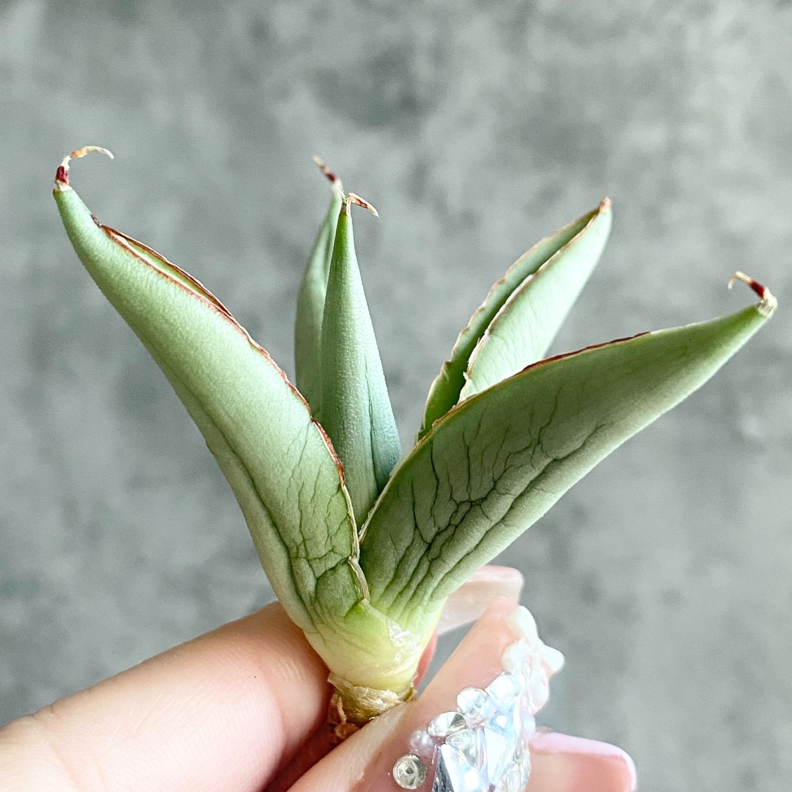 S11234☆限定価格 限定販売☆【超希少ハイブリッド！！美株