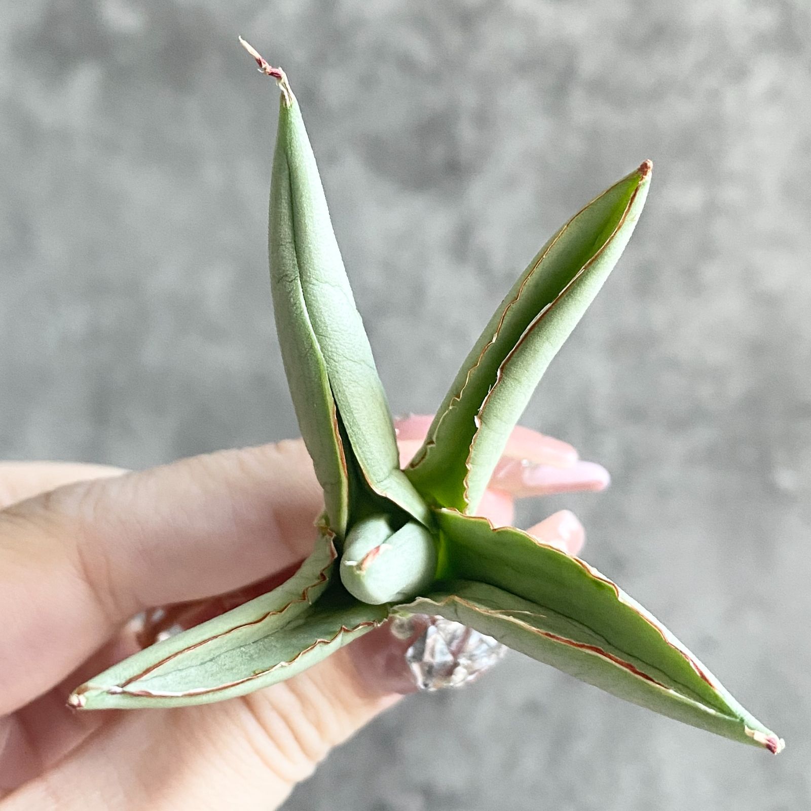 サンスベリア　No Name ダンシングドラゴン　最新　ハイブリッド S11231☆限定価格 限定販売☆【超希少ハイブリッド！！美株