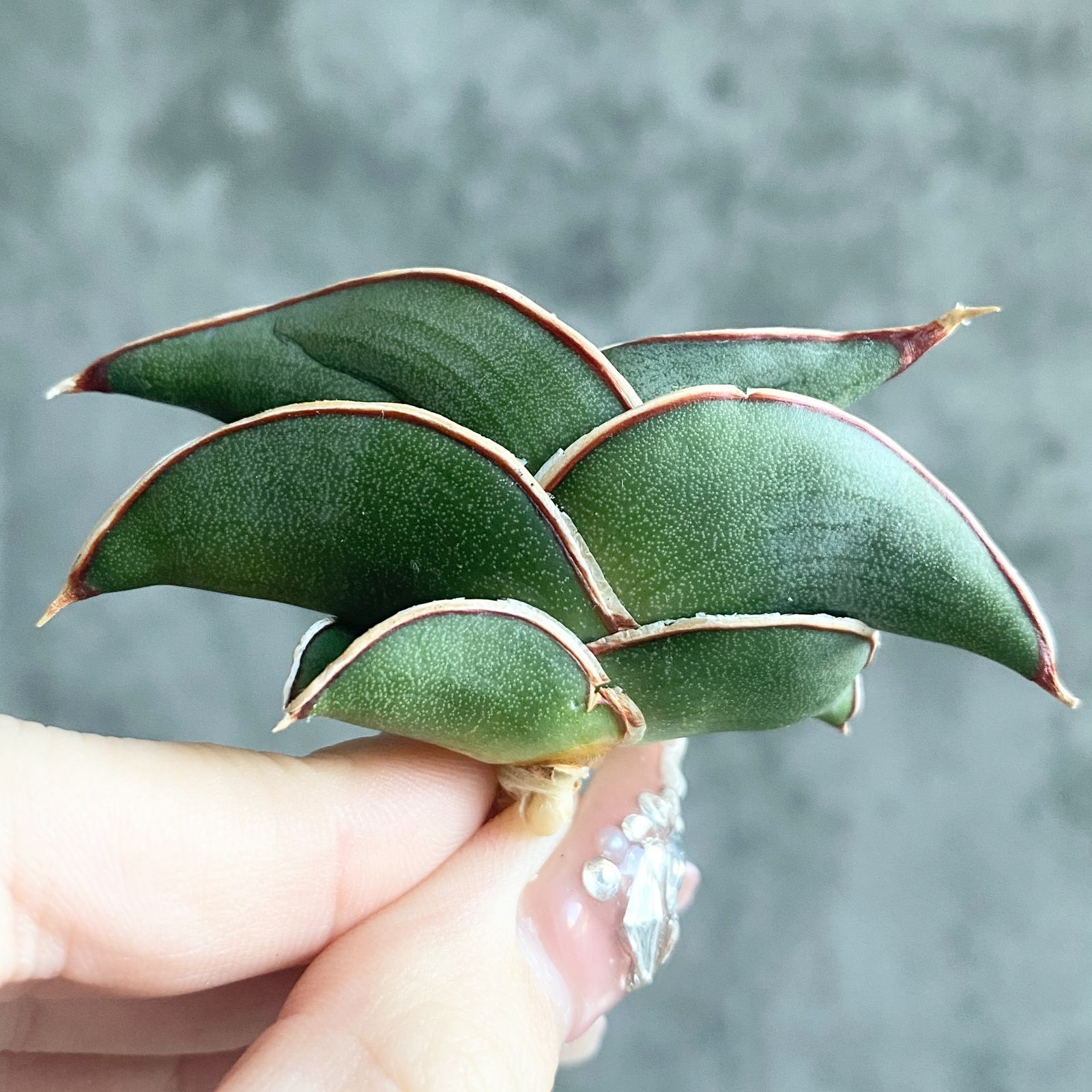 S11140【極上株！！】サンスベリア ロリダ ( ユーフォルビア