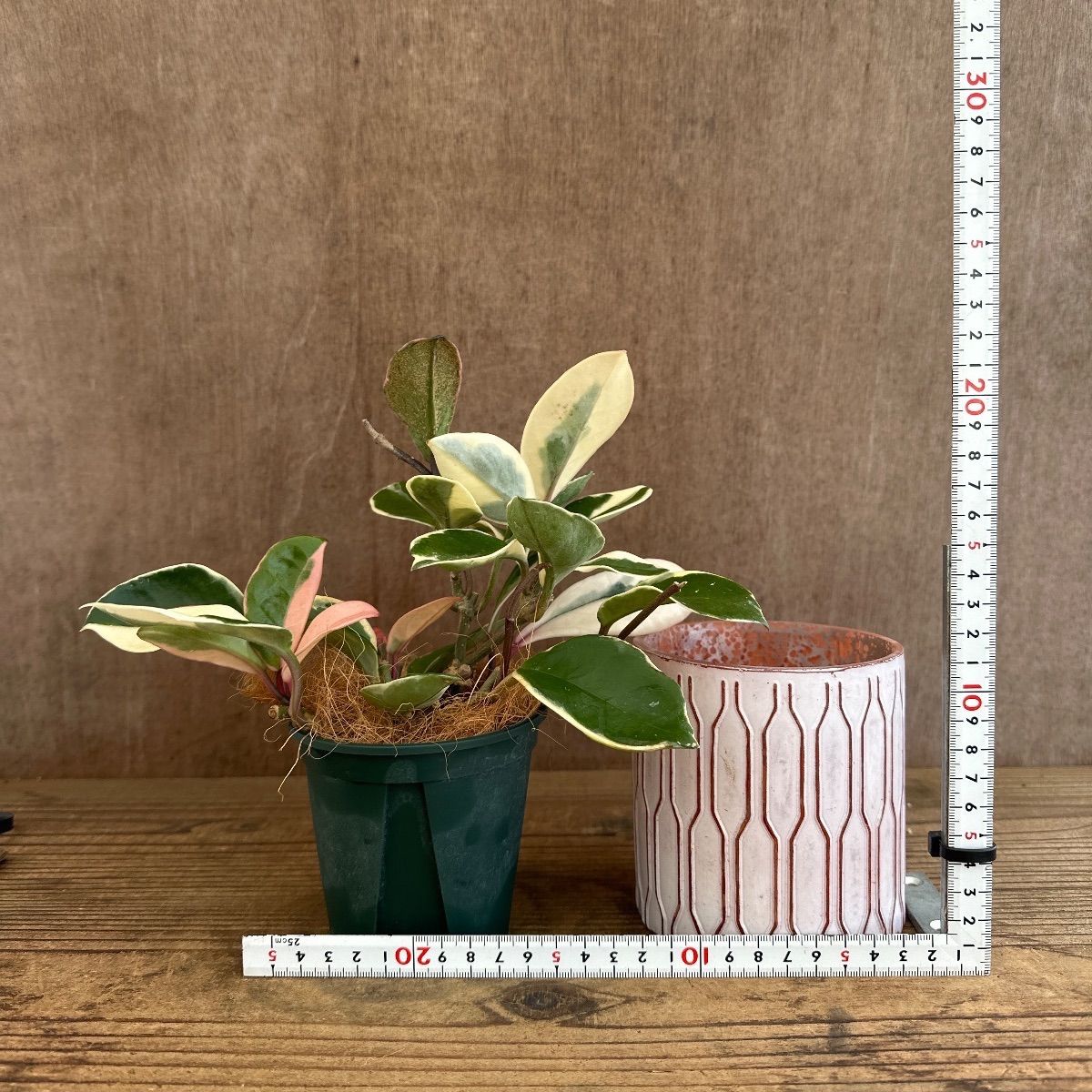 ホヤ カルノーサ リップカラー ガラス鉢 現品 サクララン 桜蘭 Hoya