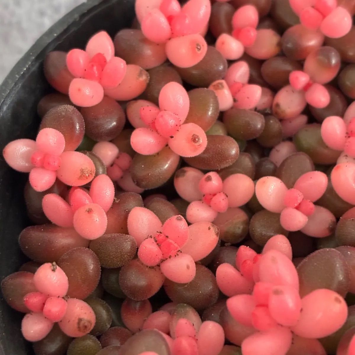 第四種郵便発送】多肉植物 サンゴジュ錦 ポットごと - メルカリ