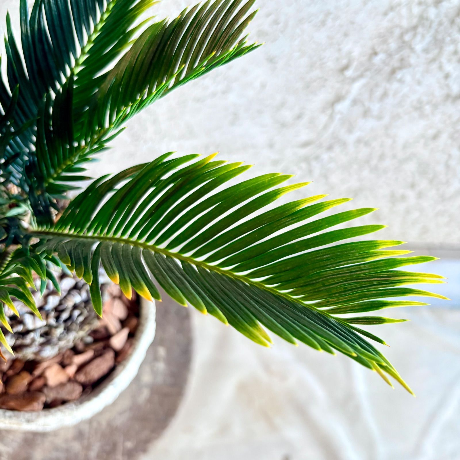 希少品種 金環ソテツ 蘇轍 6号 テラコッタ鉢植え 受け皿付き - メルカリ