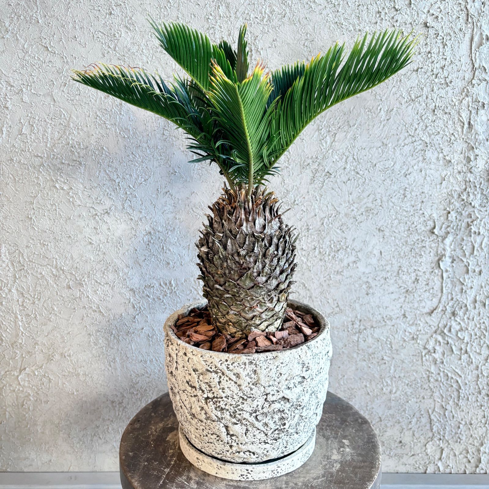 希少品種 金環ソテツ 蘇轍 6号 テラコッタ鉢植え 受け皿付き - メルカリ