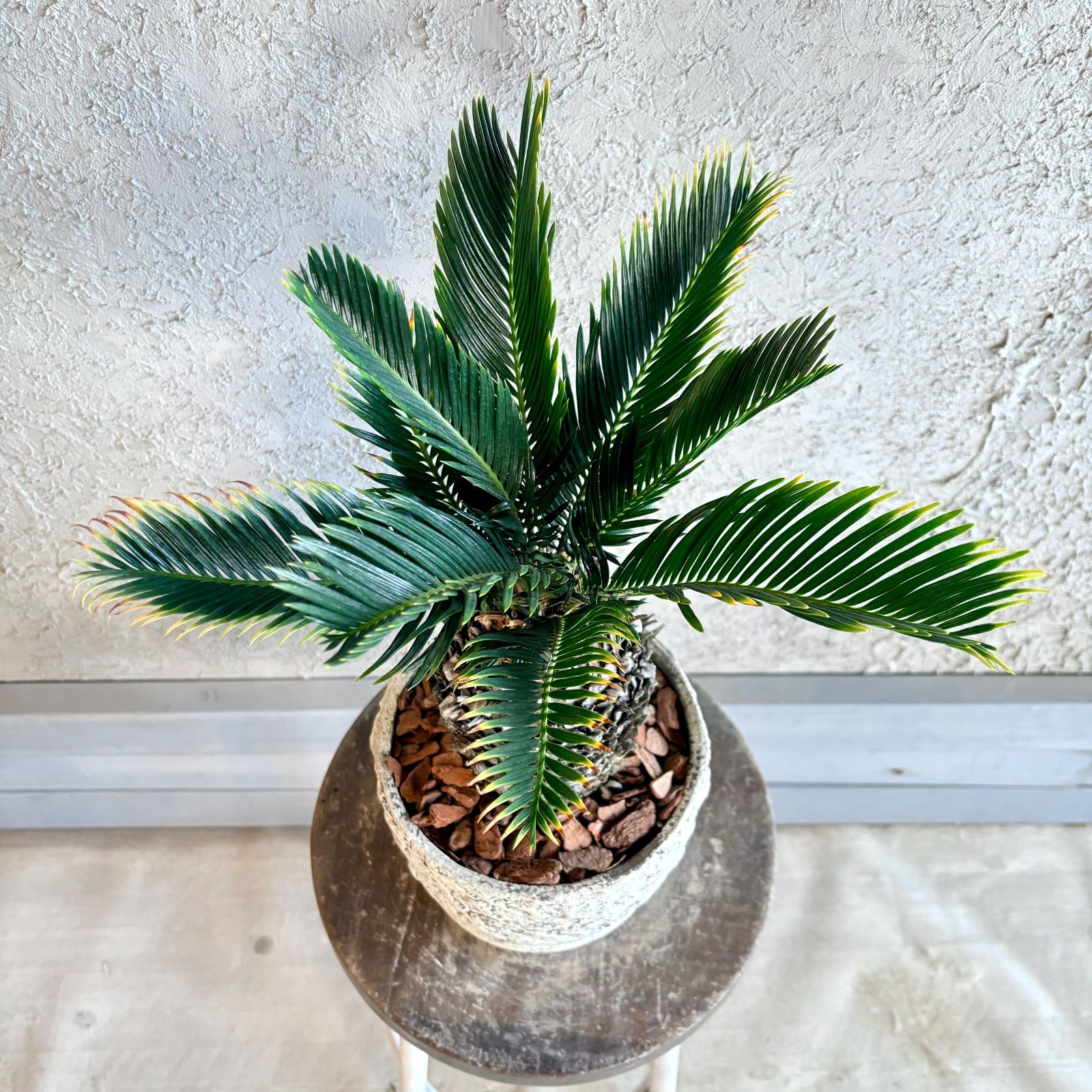 希少品種 金環ソテツ 蘇轍 6号 テラコッタ鉢植え 受け皿付き - メルカリ